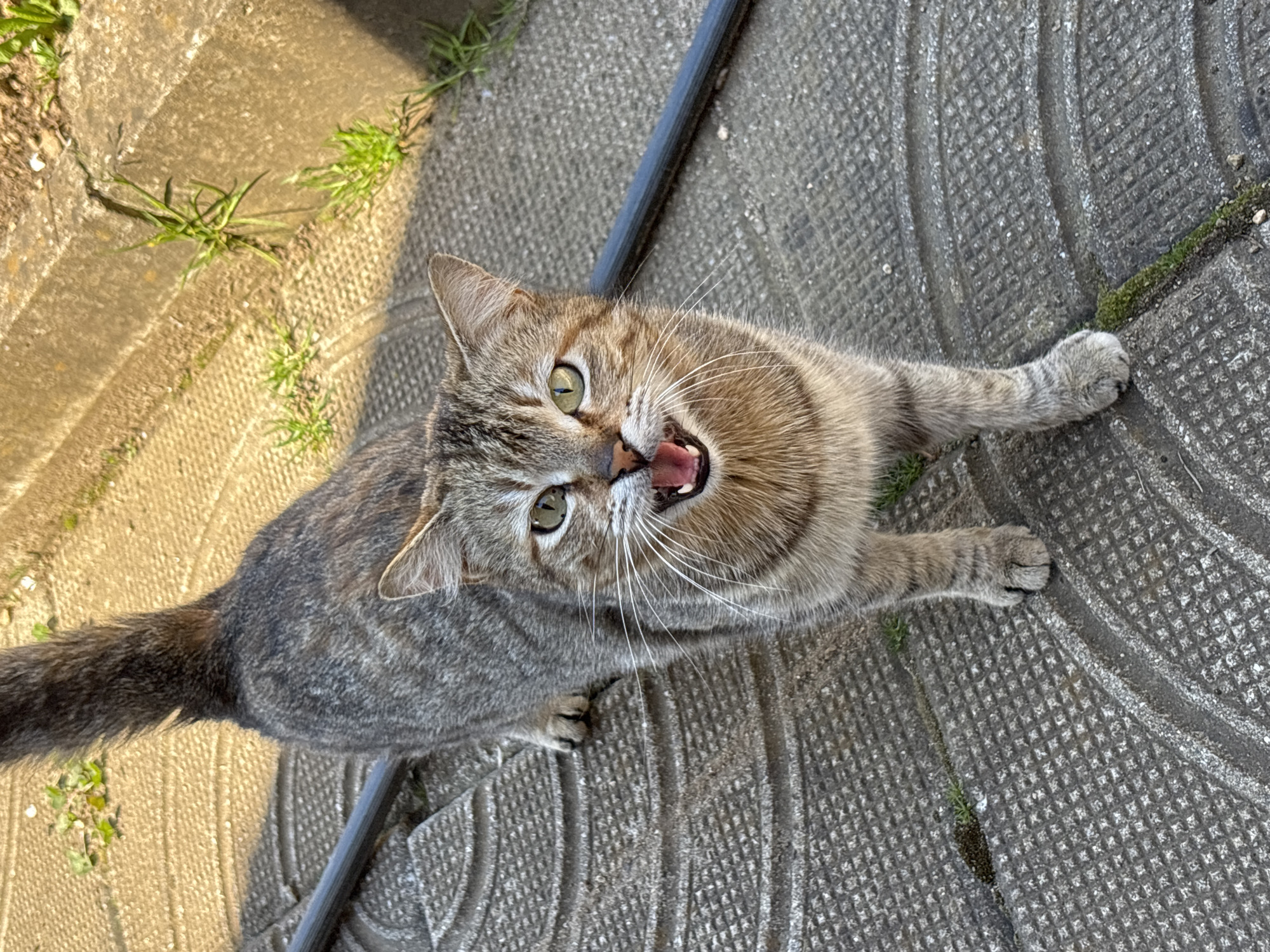 A domestic cat, likely a stray or semi-feral, is pictured from above on a gray concrete surface in Zlatograd, Bulgaria. The cat is predominantly gray with brown tabby markings. Its mouth is open, suggesting a vocalization, and its green eyes are focused upwards. The cat's tail is visible on the left side, and its paws are splayed on the concrete. Some sparse vegetation grows along the edges of the concrete. A dark linear object, possibly a pipe or railing, runs along the top edge of the image. The lighting is bright, indicating daytime.