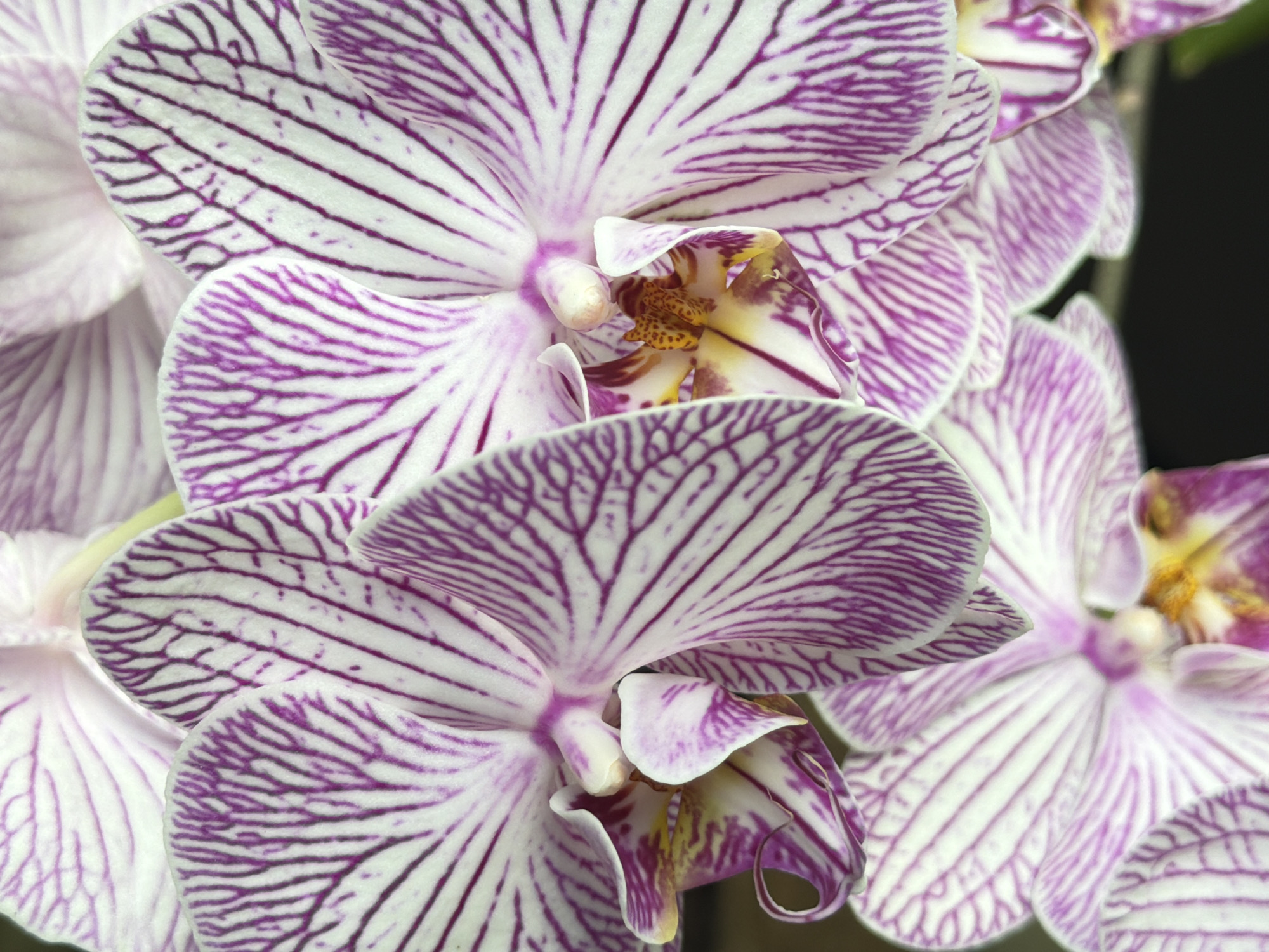 A close-up, vibrant image showcases a dense cluster of Phalaenopsis orchids, characterized by their striking patterns and delicate structure. The flowers are predominantly white with prominent, intricate purple (magenta to violet) stripes and veins radiating across each petal. The veining creates a detailed, almost fractal, appearance on the petal surfaces.
The centers of several orchids are visible, revealing a complex structure with hints of yellow and deeper purple markings around the column and labellum. The composition features multiple blooms layered over one another, with the foreground flowers in sharp focus, drawing attention to their delicate textures and vivid patterns. Elements in the background are softly blurred, helping to isolate the main subjects. The lighting appears soft and even, highlighting the colors without harsh shadows.
There is no activity taking place, as the image captures static floral beauty. No visible text is present. The scene is set in San Bernardino Tlaxcalancingo, Mexico.