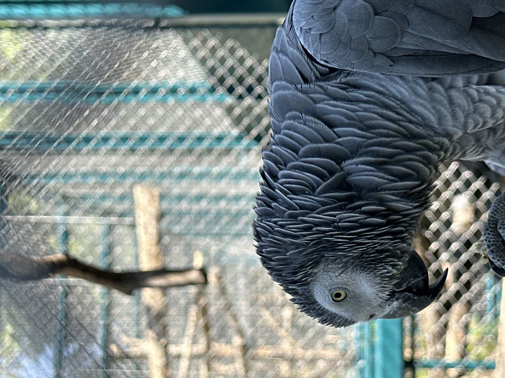 A gray parrot hangs upside down, its feathers sharply detailed, with its head facing the viewer. The parrot appears to be in an enclosure, evident by the blurred wire mesh in the background. A branch is also visible behind the mesh. The location is not possible to discern based on the image.