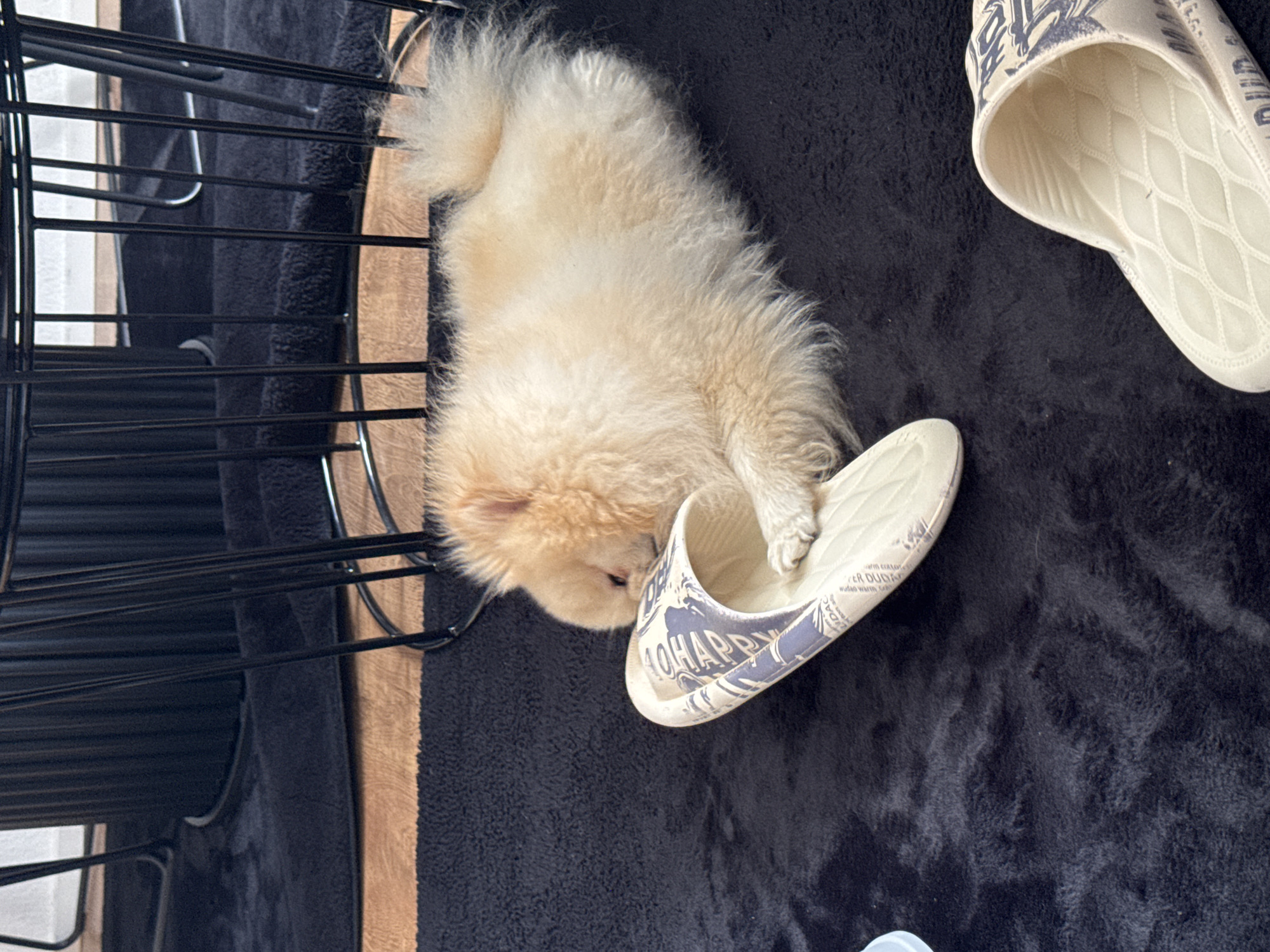A small, light-beige Pomeranian dog is lying on a dark, textured surface. The dog has its head resting partially inside a light-colored slipper with a patterned design, and one paw is touching the slipper. Nearby, another slipper of the same style is visible. To the left of the dog and slippers, there is a portion of a black wire frame structure that appears to be part of a chair or table. The scene is in Bietigheim-Bissingen, Germany.