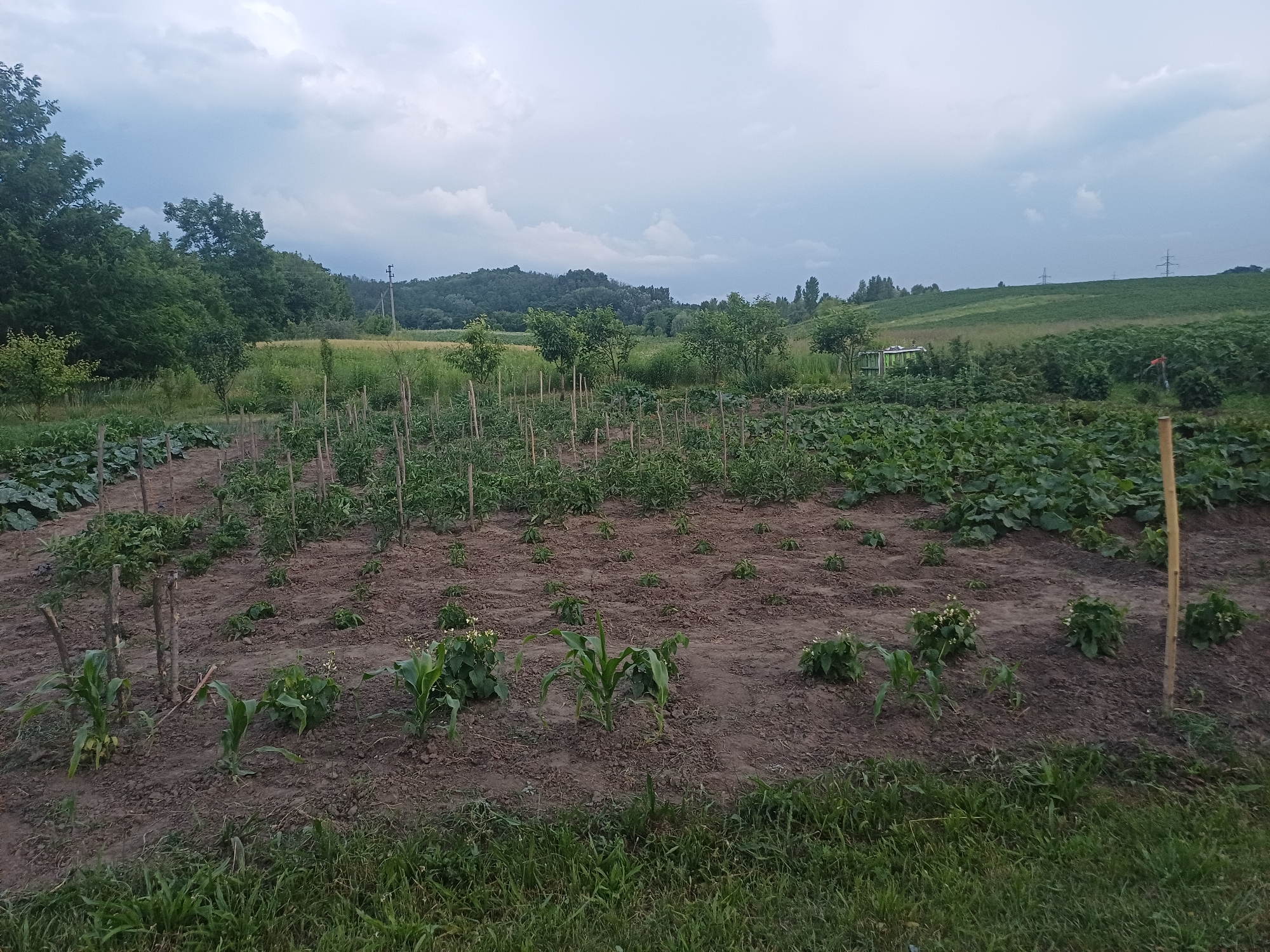 The image depicts an agricultural field in Trypillia, Ukraine. The field is divided into rows of crops, with some areas showing young plants and others featuring more mature, leafy vegetation. Several wooden stakes are visible, likely used to support the plants. The soil appears dark and loamy, and patches of grass are present at the edges of the cultivated areas. In the background, a treeline separates the field from rolling hills, and power lines are faintly visible on the horizon. The sky is overcast with thick, grey clouds. There are no people or animals present in the scene. The overall impression is one of a rural, agricultural landscape.