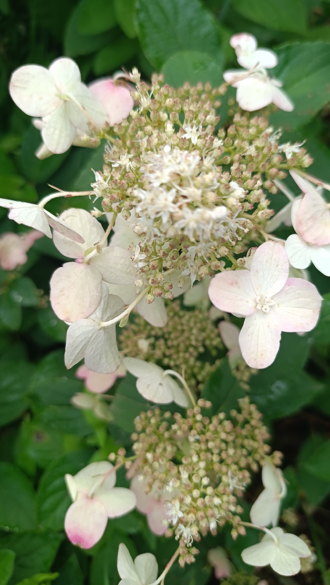 The image is a close-up, high-angle shot of a cluster of light pink and white hydrangeas. The flowers are in various stages of bloom, with some petals fully open and others still in bud form. The petals are delicate and translucent, with visible veins. The center of each flower is a mass of tiny, stamen-tipped florets. The hydrangeas are set against a backdrop of dark green, glossy leaves, suggesting a natural outdoor environment. There is no indication of any specific location in the city of Karsha, Russia, or any people or actions within the frame. The lighting is soft and diffused, indicating an overcast day or a shaded area. The overall impression is one of natural beauty and delicate floral detail.