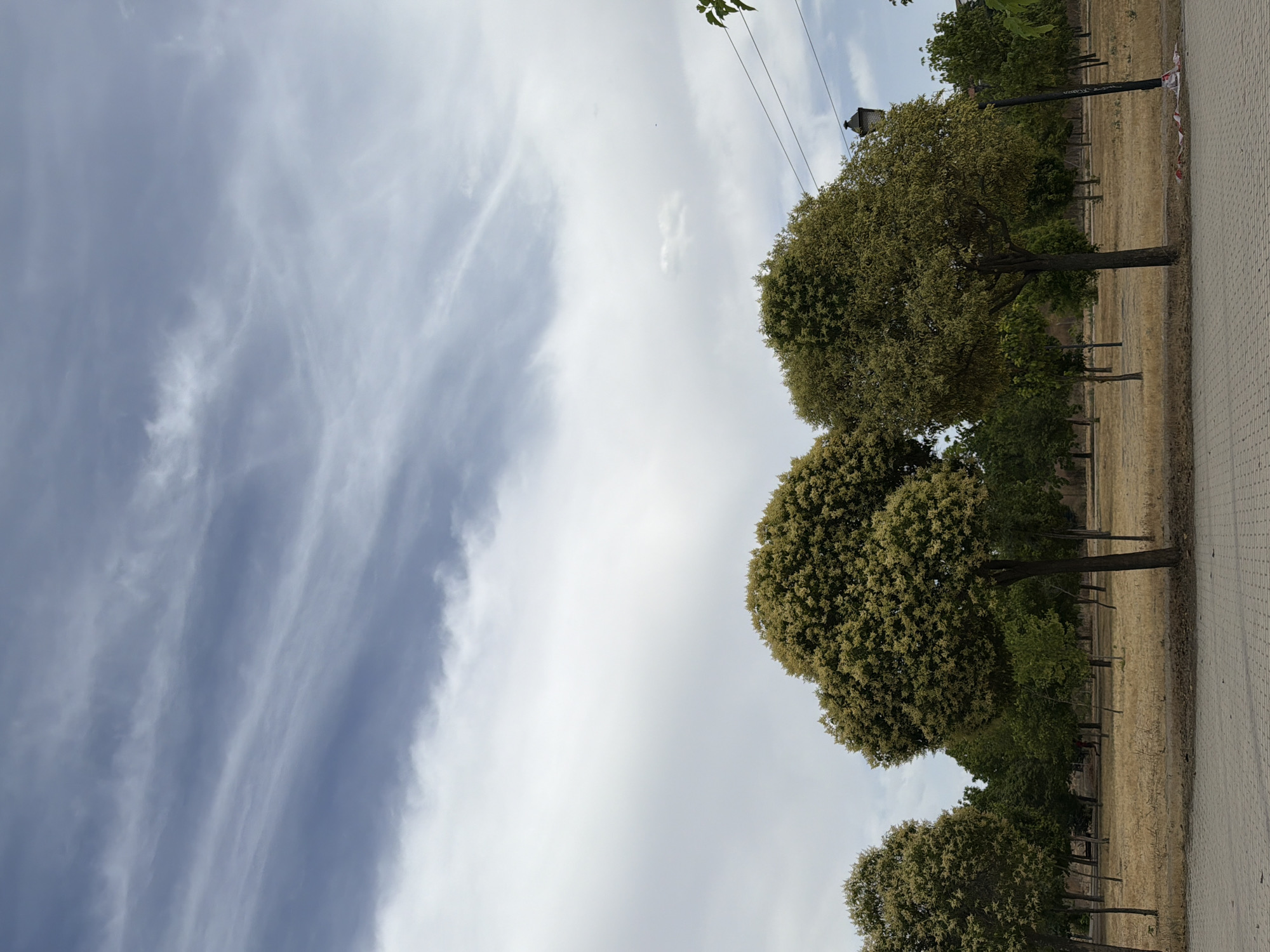 In an outdoor scene, two prominent trees with full, light-green canopies dominate the foreground, positioned amidst a dry, yellowish-brown grassy field dotted with smaller trees in the background. A paved walkway runs along the bottom of the image. The sky above is a mix of bright white clouds and streaks of darker gray clouds. A lamppost stands to the right of the frame. The scene appears to be in a park or recreational area.