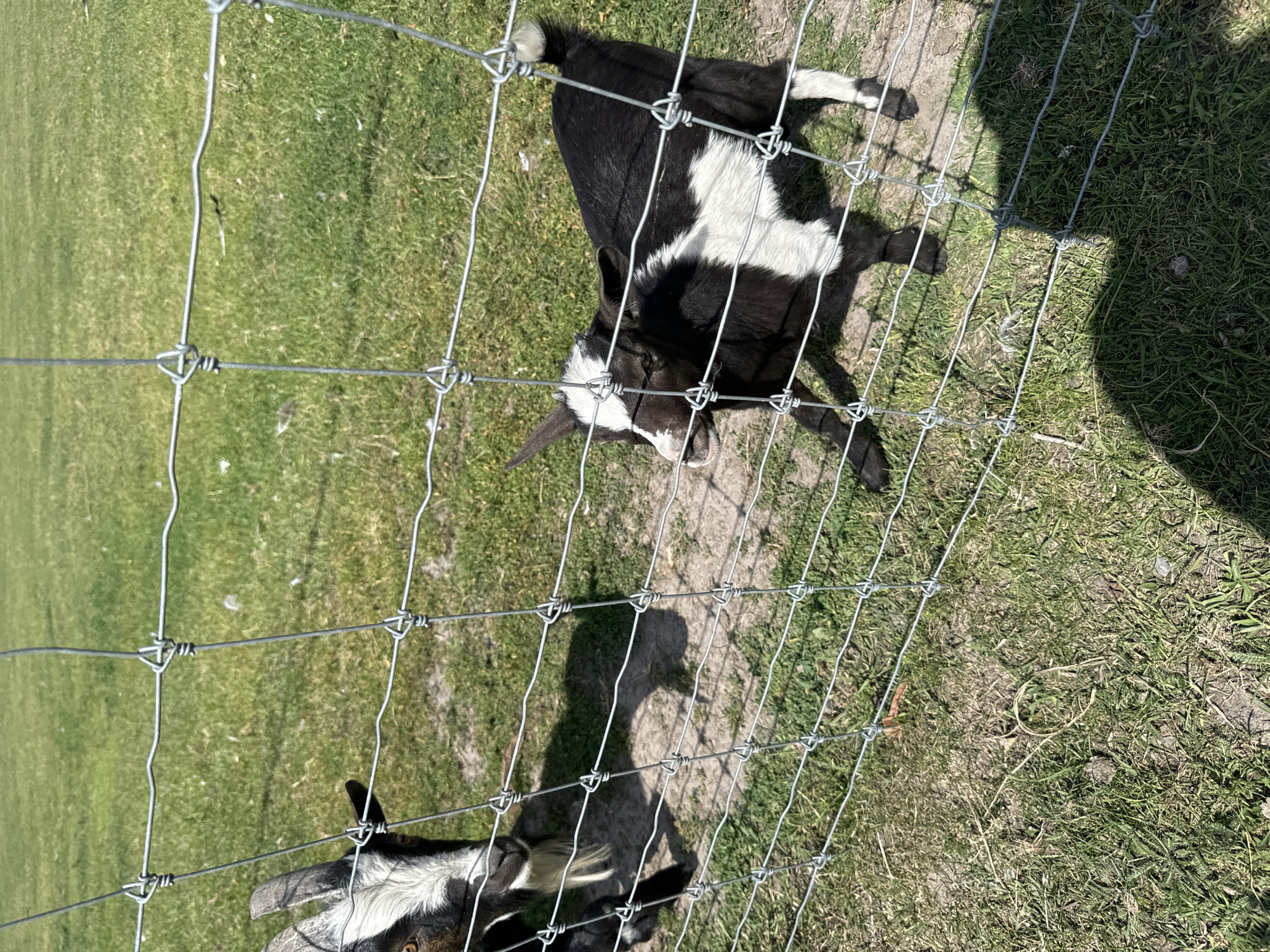 Two goats are visible behind a wire fence in a grassy outdoor enclosure. The goat on the left, partially visible, has black and white markings and is looking towards the viewer. The goat on the right is smaller and black and white, with a white blaze on its forehead. It is facing away from the viewer and looking to the left. The environment appears to be a field with green grass and some patches of bare earth. The image was taken on a sunny day, casting shadows on the ground. There is no information within the image to suggest the location is in Kostiantynivka, Ukraine.