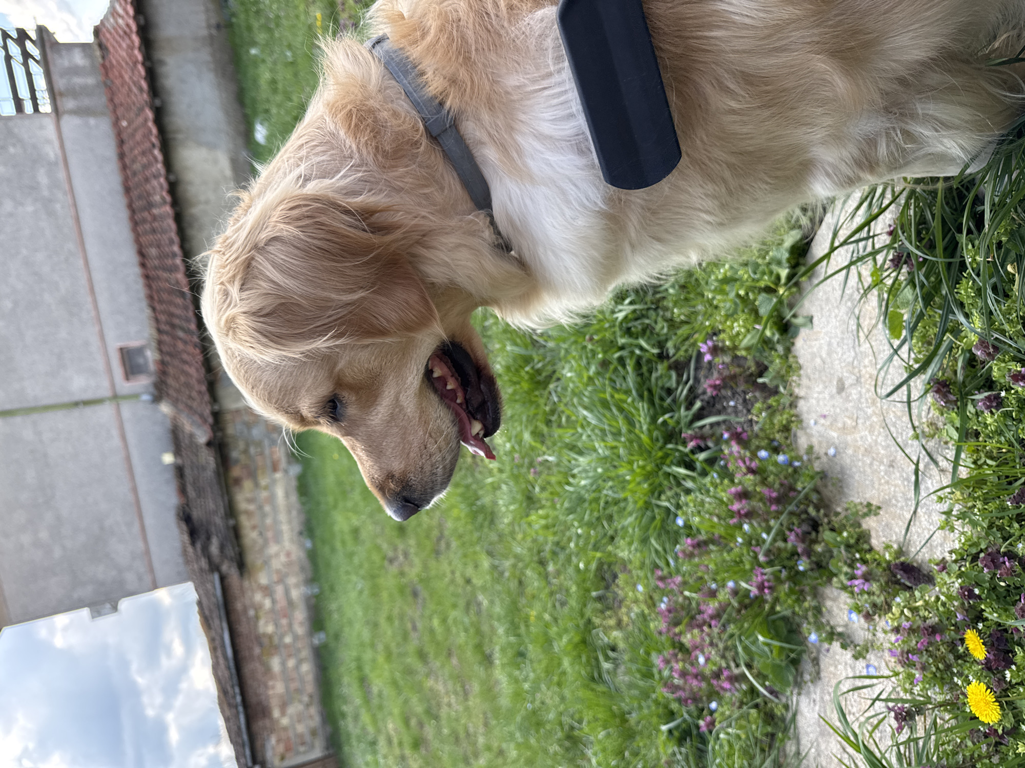 A medium shot, taken at ground level, depicts a golden retriever dog in an outdoor environment. The dog, characterized by its golden coat, is angled towards the ground with its mouth slightly open, revealing a pink tongue. It wears a grey collar. A dark, rectangular object is attached to the dog's coat, possibly a grooming tool or device.

The background consists of a mix of green grass and various small purple and yellow flowers. A concrete or stone pathway intersects the grass. Behind this, a building with a brick facade is visible, partially obscured by foliage. The sky, partially visible, appears overcast.

The location is not identifiable as Stan, Bulgaria.