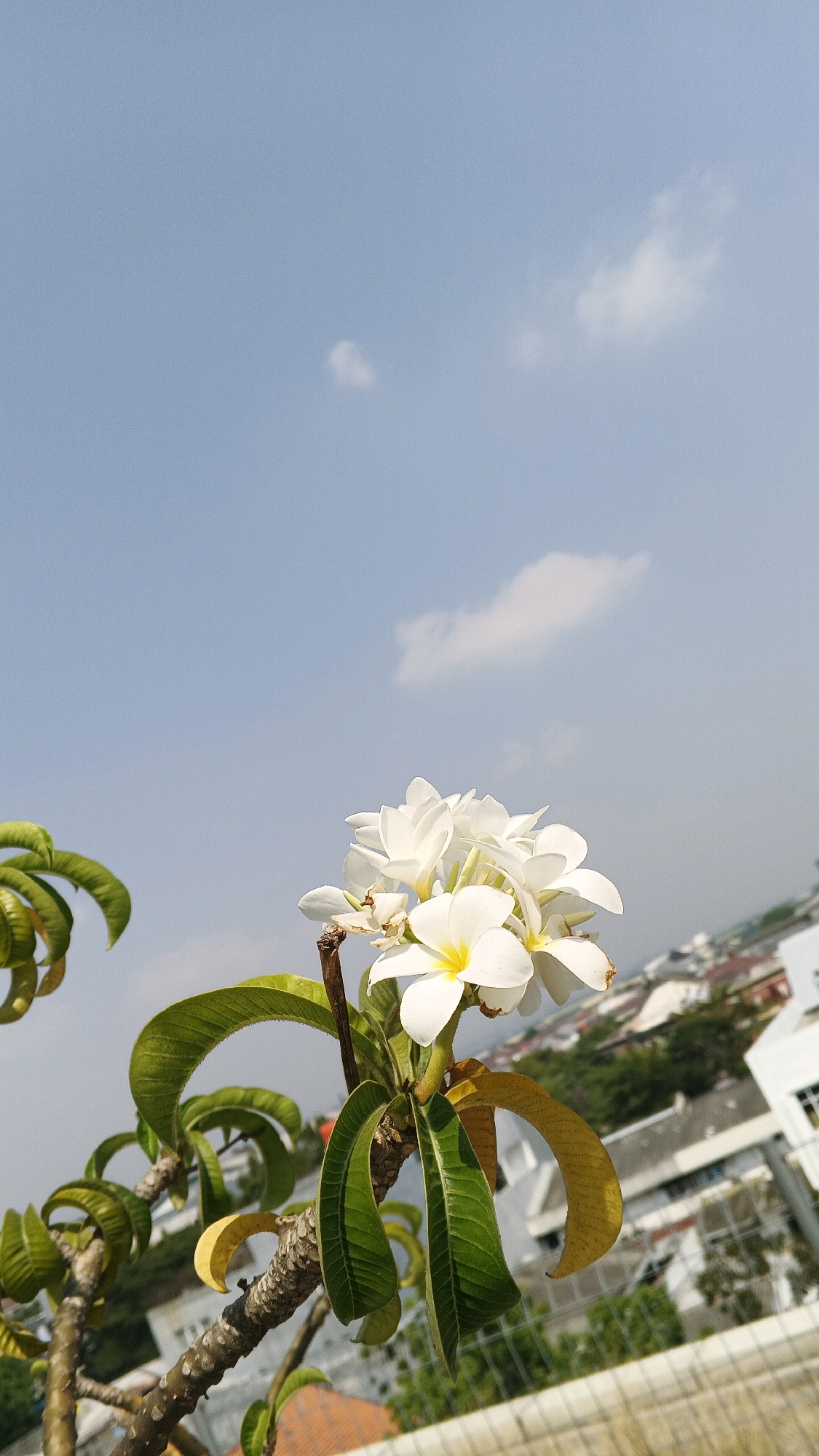A low-angle, vertical, medium shot captures a cluster of white Plumeria flowers with yellow centers in the foreground, blooming from a tree branch. The leaves of the tree are a mix of vibrant green and yellow, some appearing curled and dried. The background shows a city skyline with buildings and greenery, suggesting an urban setting. The sky is a clear, pale blue with a few wispy white clouds. The lighting indicates it is daytime, likely sunny. The composition focuses on the delicate beauty of the flowers against the backdrop of the city. The scene is devoid of any people or animals. Based on the architectural style and lush vegetation, the location is consistent with an urban environment in Semarang, Indonesia, possibly on a rooftop or balcony overlooking the city.