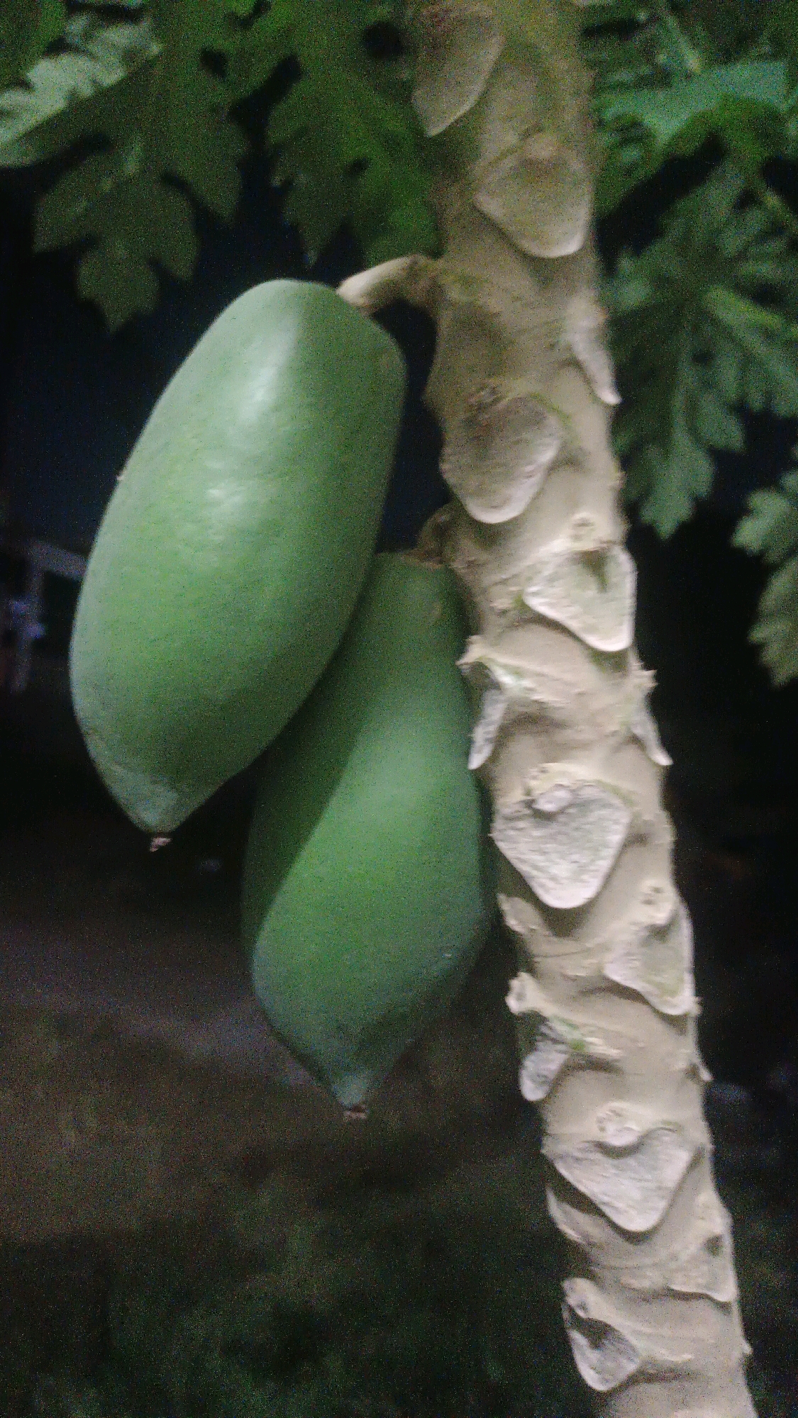 A close-up, slightly grainy, vertical shot depicts two green papayas hanging from a tree trunk. The papayas are oblong and smooth, with one positioned slightly above and behind the other. The tree trunk is light brown with distinct, raised scars where leaves and possibly fruit once grew. The background is dark and out of focus, with hints of green leaves from the papaya plant and a blurred, darker area that could be ground or vegetation. There are no people visible in the image. The image appears to be taken outdoors at night or in low-light conditions. The setting suggests a tropical environment, consistent with Palembang, Indonesia, where papaya trees are common in residential gardens and along streets.