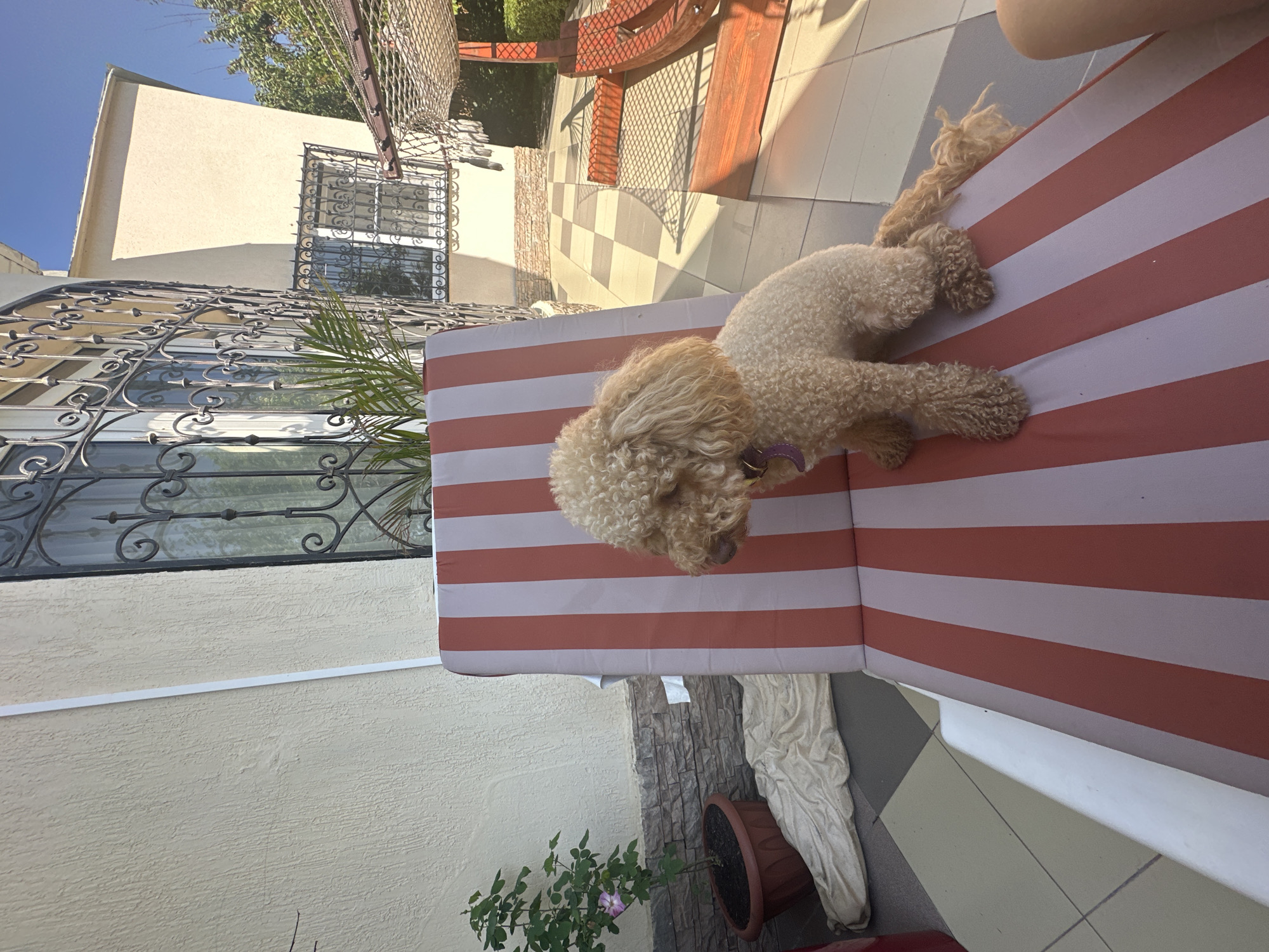 A light brown poodle sits on a striped lounge chair on a patio. The dog faces to the left, with its body angled slightly away from the camera. Behind the chair, a house with beige walls and ornate metal window guards is visible. The patio floor is tiled in a checkered pattern. To the left of the lounge chair is a potted rose bush. Sunlight casts shadows across the patio. The scene appears to be outdoors in a residential area.