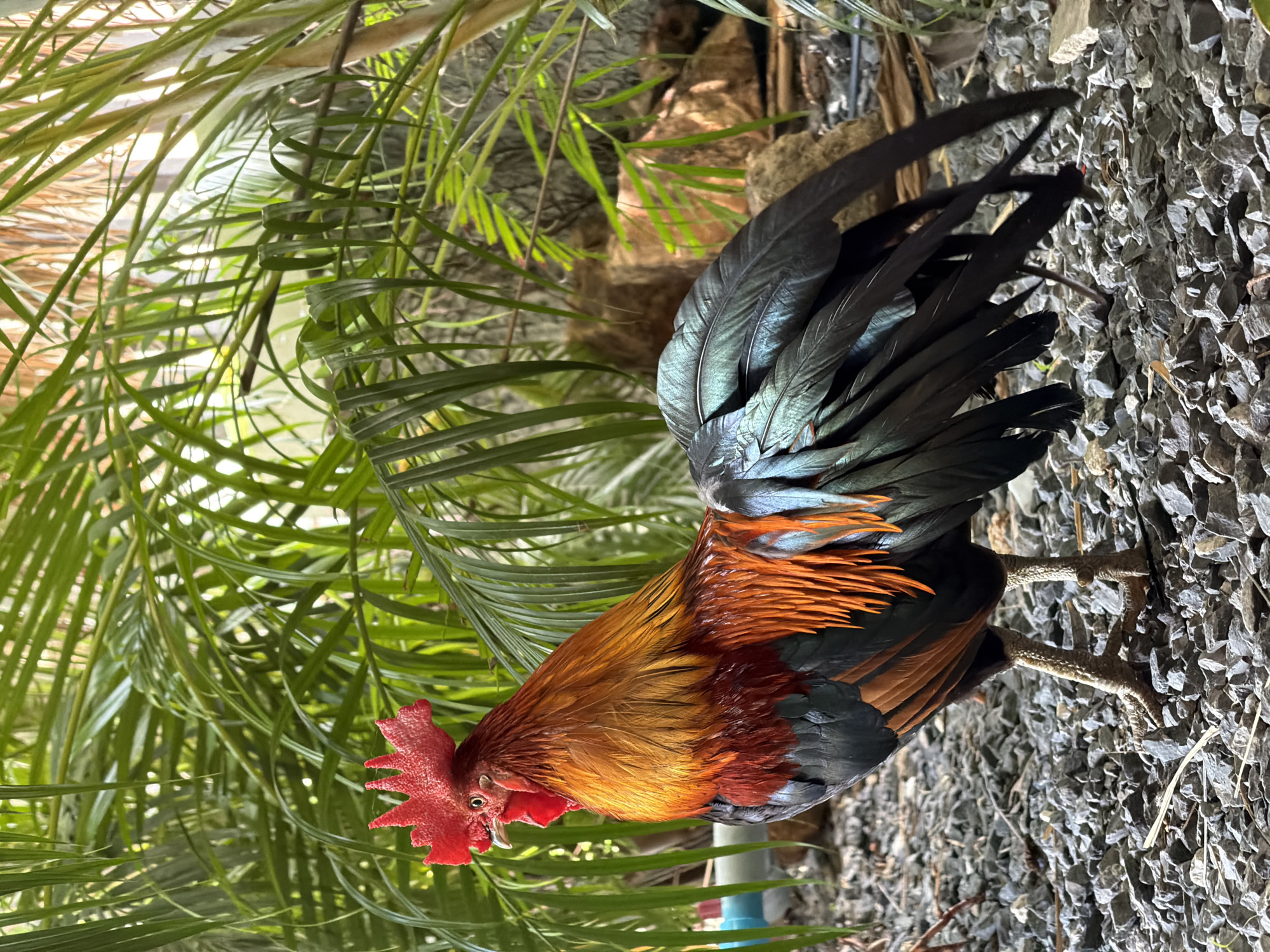 A rooster stands on a bed of gray gravel in what appears to be an outdoor area. The rooster has vibrant orange and red plumage on its neck and chest, with black and iridescent green feathers on its tail. Its comb is bright red. Behind the rooster, lush green palm fronds create a dense backdrop, with some sunlight filtering through the leaves. The environment suggests a tropical or subtropical setting, potentially a garden or yard in Baan Bo Phut, Thailand. There are no people visible in the image.
