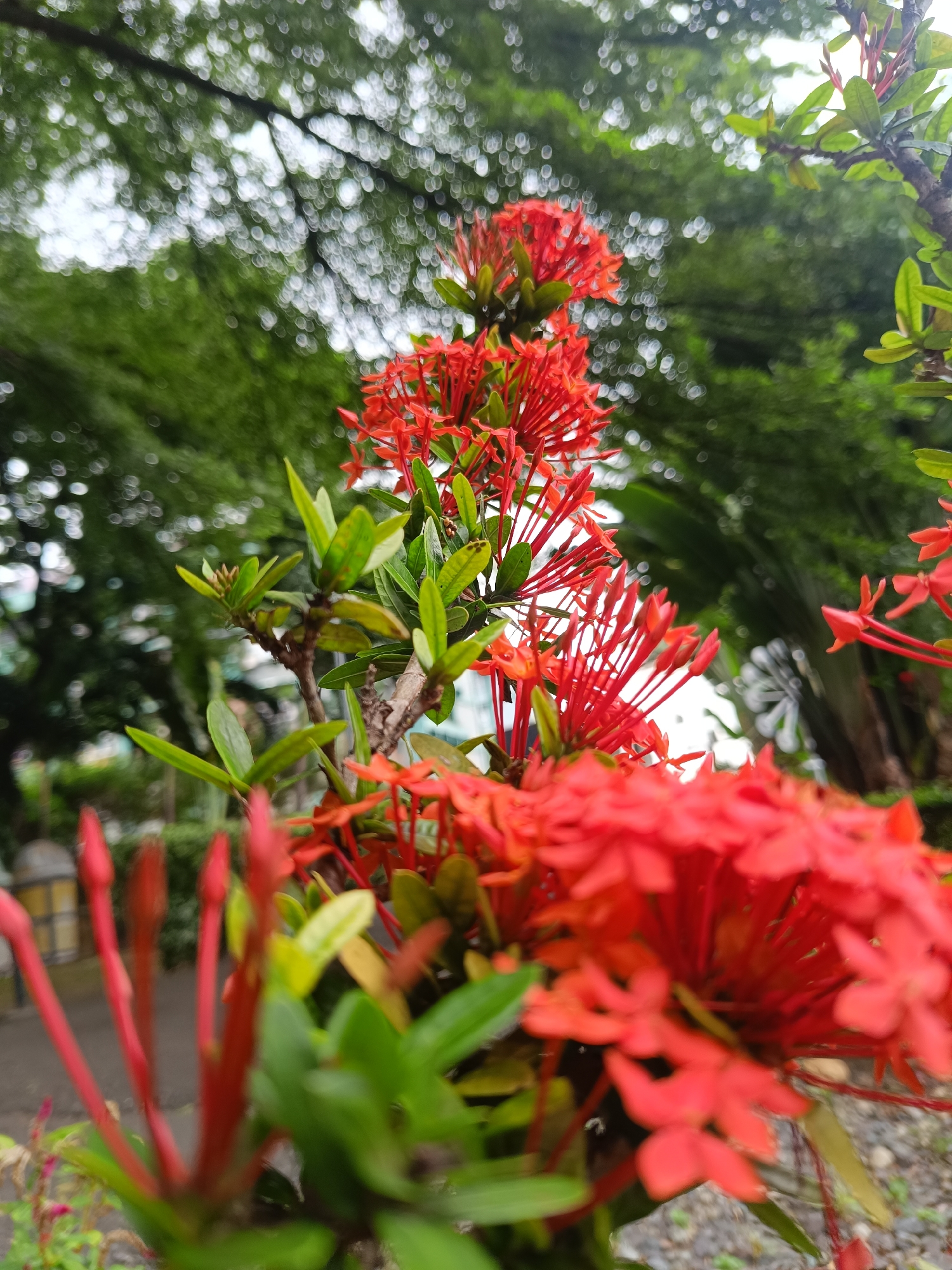 The image captures a close-up of a vibrant Ixora plant, characterized by clusters of small, bright red flowers and green leaves. The background is blurred, showing a tree canopy, suggesting the plant is outdoors. Based on the metadata, the photo was taken in Banda Aceh, Indonesia.