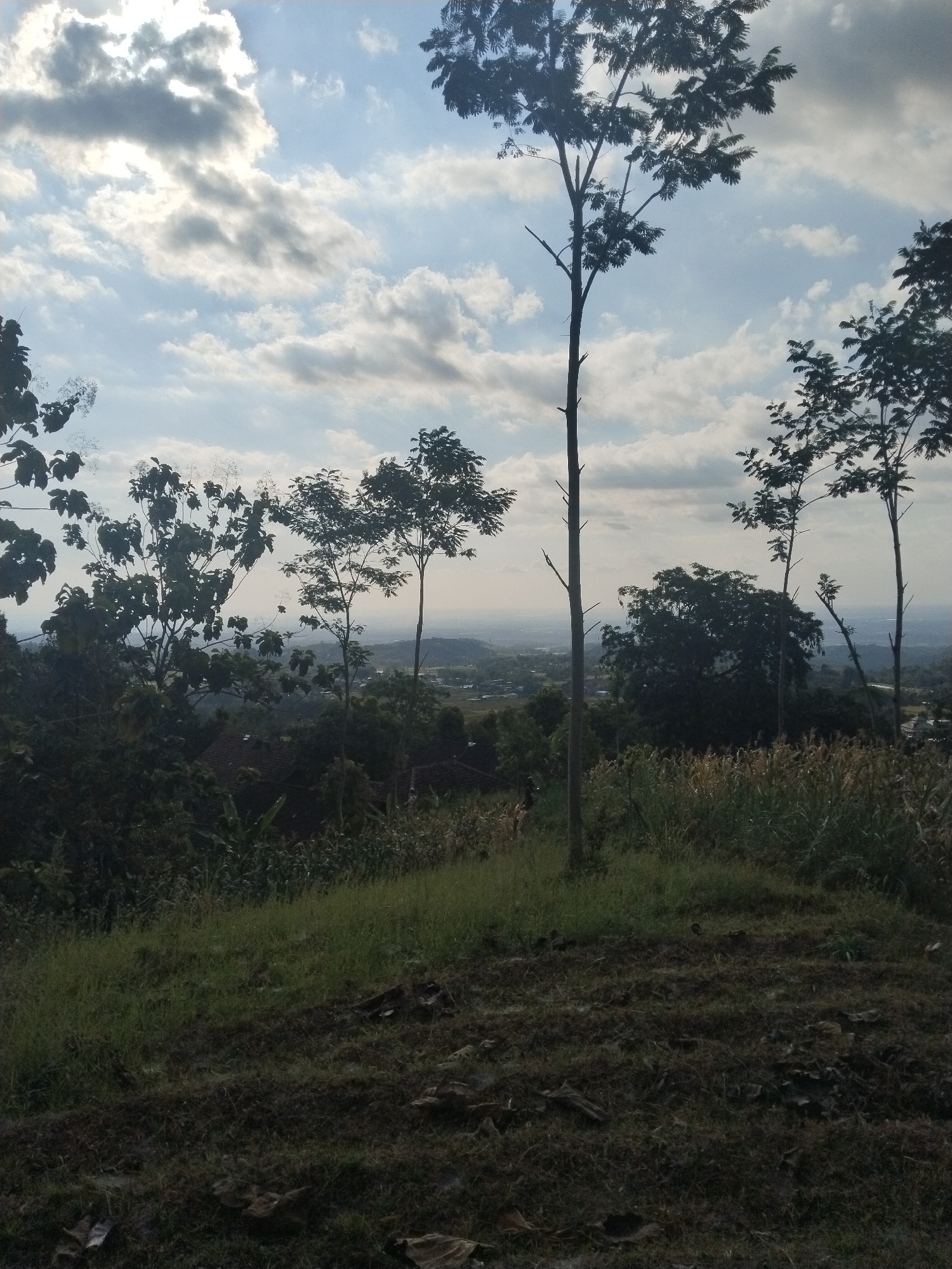 The image depicts a panoramic view from a slightly elevated position, likely a hillside, looking out over a landscape in Menjing, Indonesia. The foreground is dominated by rough, dark soil interspersed with patches of dry grass and leaves. A slope covered in greener grass rises to the right and center. Beyond this, a dense collection of trees and vegetation forms a midground, with some buildings with red-tiled roofs partially visible among the foliage. In the distance, a sprawling village or town stretches across the valley floor, eventually meeting a hazy horizon. The sky above is a mixture of pale blue and dynamic clouds, with the sun partially obscured by the cloud cover, suggesting it is either early morning or late afternoon. Several tall, slender trees with sparse foliage stand out in the mid-ground and foreground, silhouetted against the sky. The overall impression is one of a rural or semi-rural environment on a partly cloudy day.