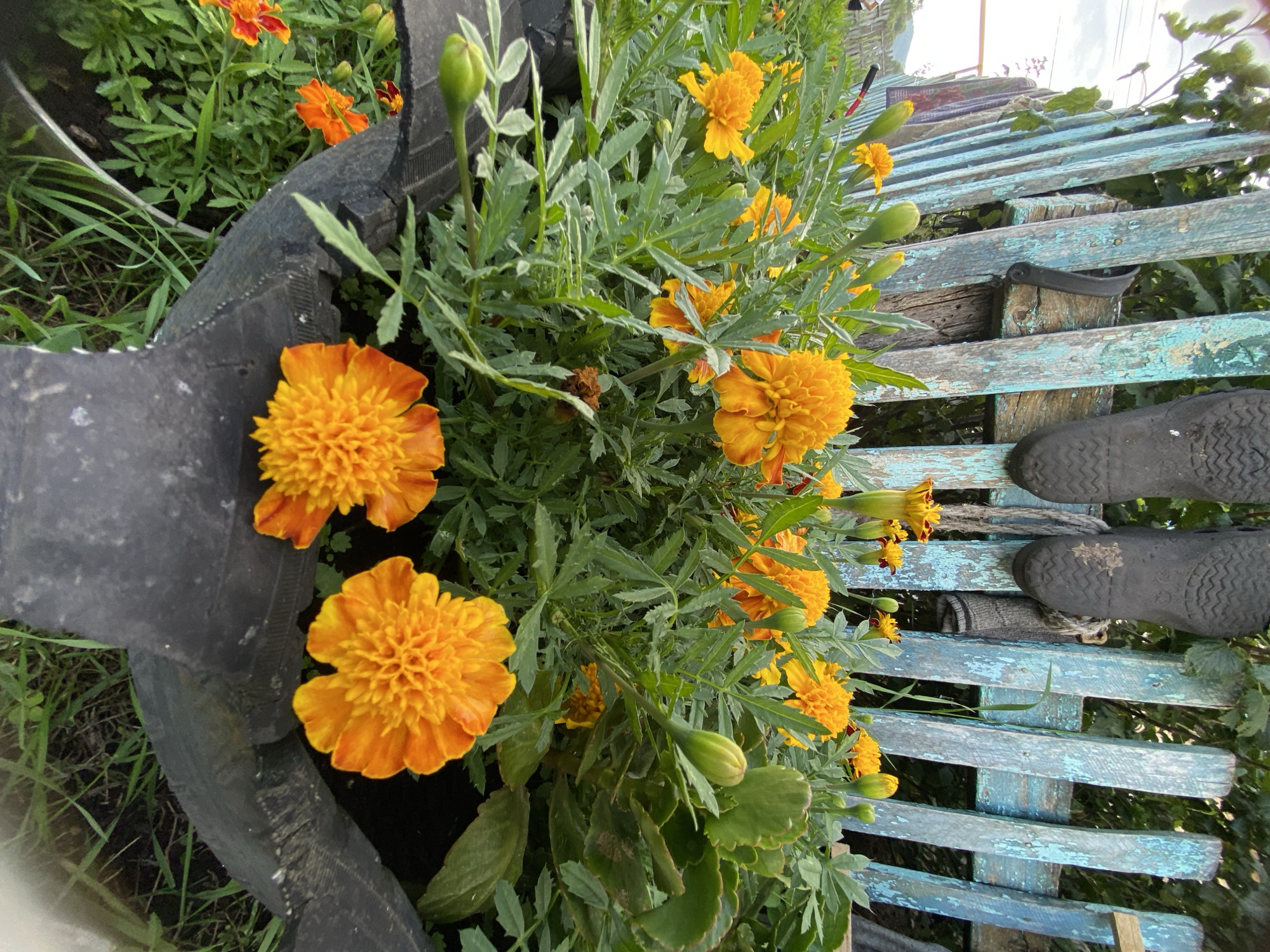 In the village of Maloarslangulovo, Russia, a close-up, ground-level view captures a garden arrangement. In the foreground, two vibrant orange marigolds bloom in a planter made from a repurposed tire. Behind them, a dense bed of green foliage and more marigolds, some in bud form, stretches across the frame. To the left, glimpses of red and orange flowers suggest additional plants. The background features a weathered, light blue wooden fence, its paint peeling, with two black rubber boots hung from it. Additional greenery and foliage are visible behind the fence, and a glimpse of a utility pole and distant vegetation hints at the rural surroundings. The lighting suggests daytime conditions.