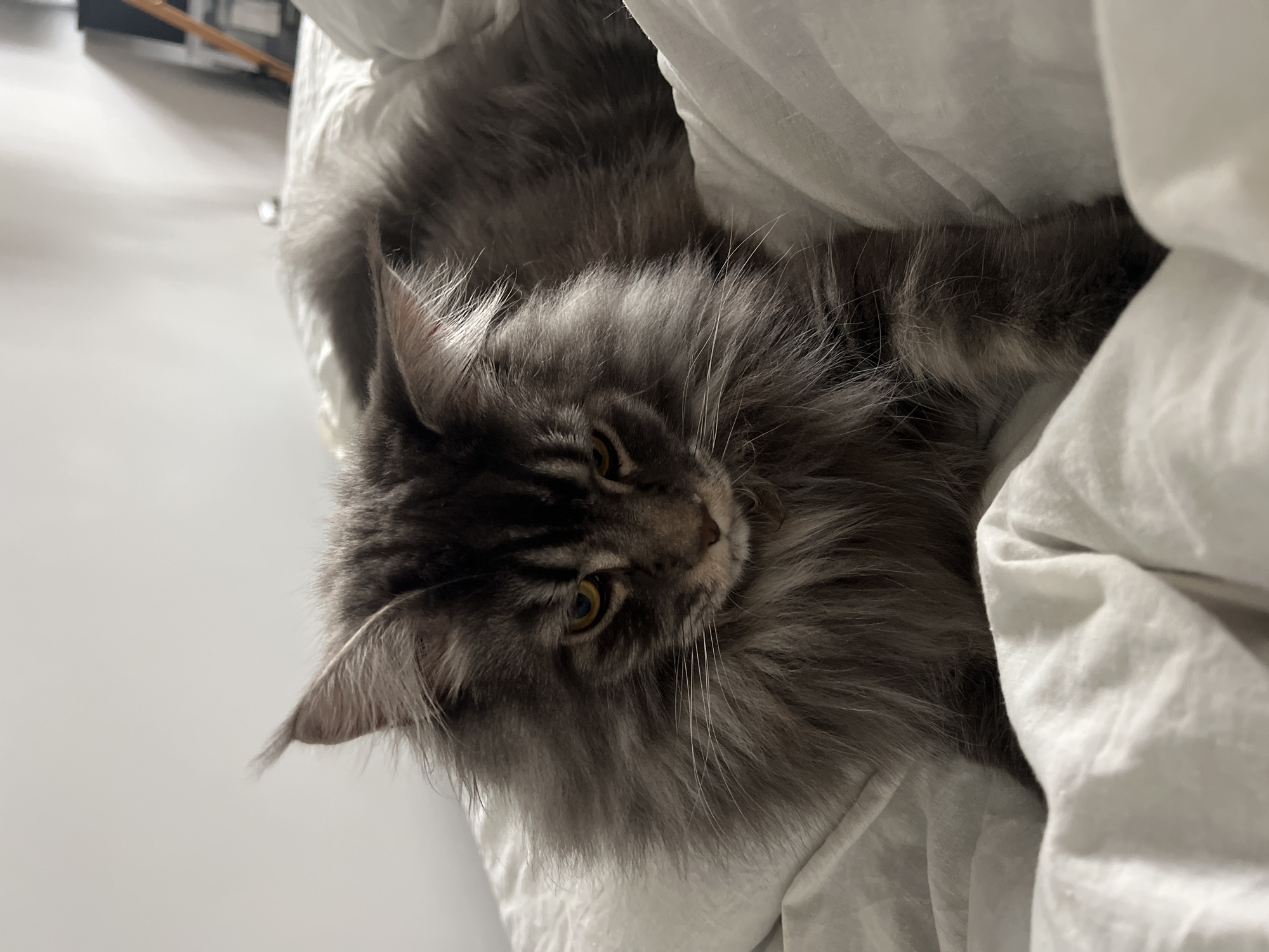 A long-haired grey cat is lying on white bed linens. The cat's face is visible with its yellow eyes. The cat's head is oriented towards the lower left corner. The location is not identifiable as Ternopil, Ukraine.