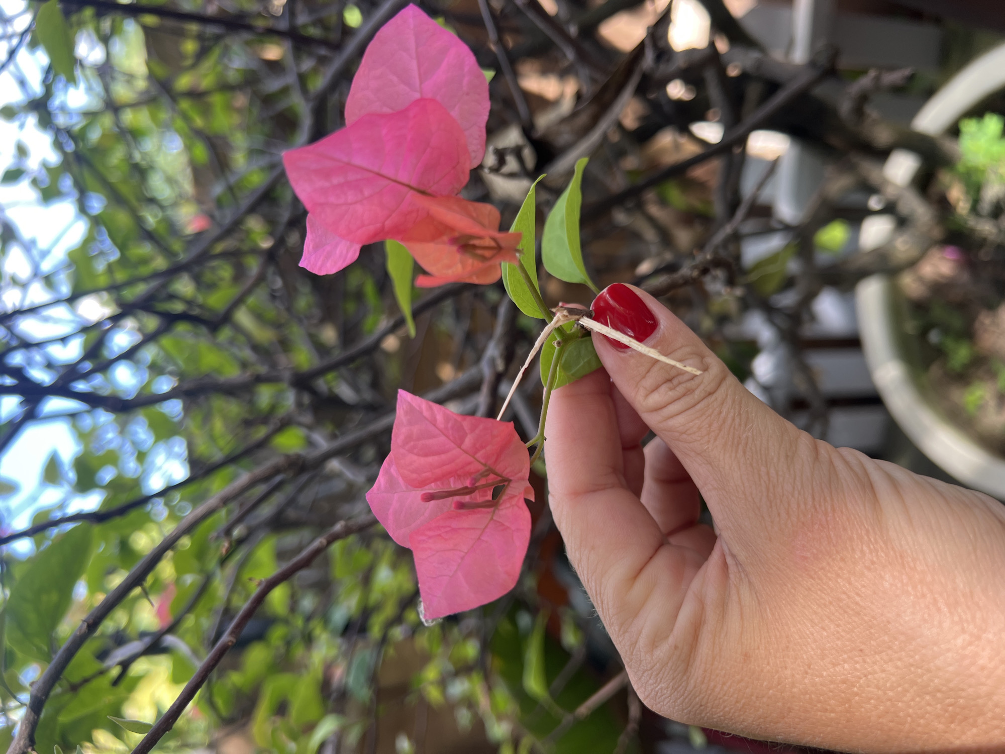 A close-up shot shows a person's hand holding a vibrant pink bougainvillea flower. The hand, with red-painted fingernails, is positioned in the foreground, with the flower and its delicate stem extending towards the right. The background is filled with the blurred green foliage and dark branches of a plant, suggesting an outdoor setting. The overall impression is one of a gentle interaction with nature. The location is noted as North Kuta, Indonesia.