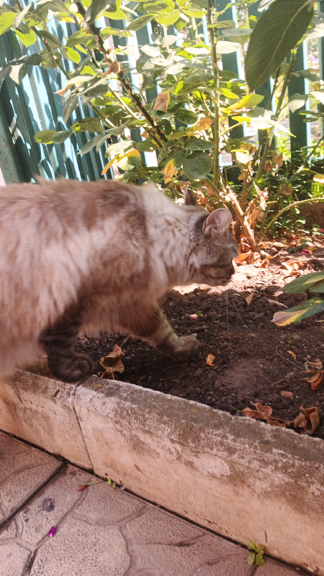 In a sunlit outdoor setting, a fluffy, grey and white cat is captured in motion, walking to the right. The cat is in the foreground, close to a concrete border that separates a paved area from a garden bed. The garden bed contains dark soil, scattered brown leaves, and visible green foliage from plants, including what appear to be rose bushes, with a teal fence in the background. The paving stones in the foreground are a light brown and grey, with a distinct pattern. The scene suggests a residential garden or yard in Kryvyi Rih, Ukraine, given the lighting and typical vegetation.