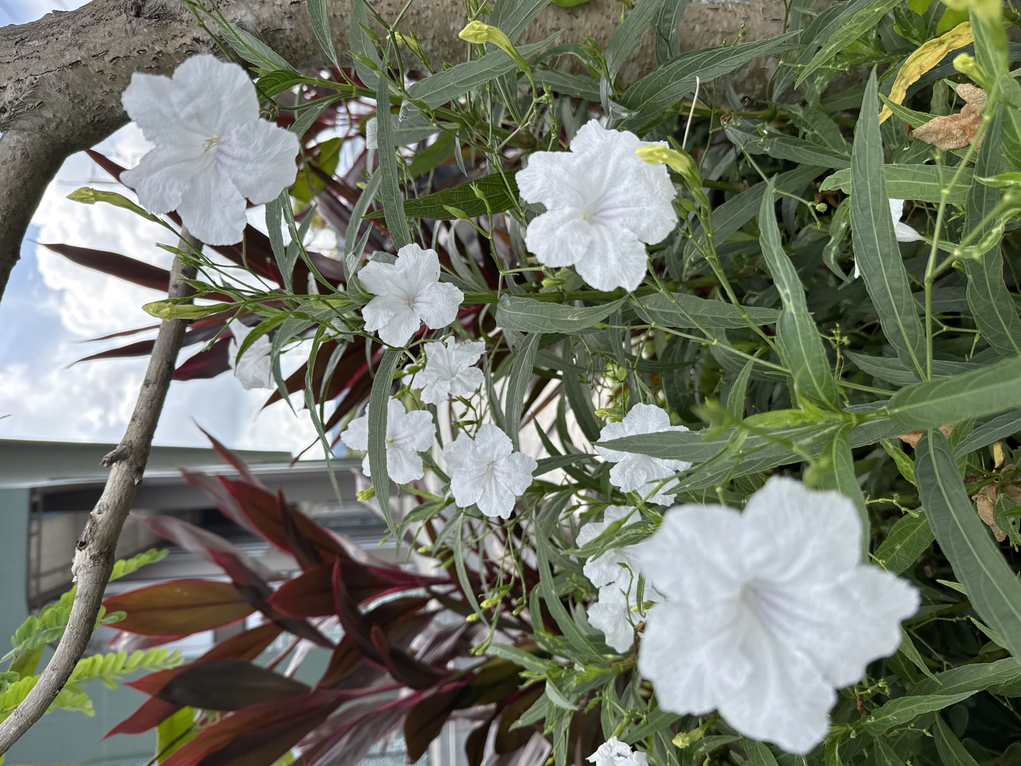 The image captures a close-up view of white flowers with delicate petals, some of which have subtle purple veins. These flowers are blooming on a plant with long, green leaves and are interspersed with green buds. In the background, a plant with dark reddish-purple leaves is visible, adding a contrasting color to the scene. The environment suggests an outdoor setting, possibly a garden or park. The presence of a textured tree trunk on the right side of the frame indicates a natural element within the scene. The sky, visible in the upper portion of the image, is partly cloudy, suggesting daytime. The overall impression is one of natural beauty and tranquility.