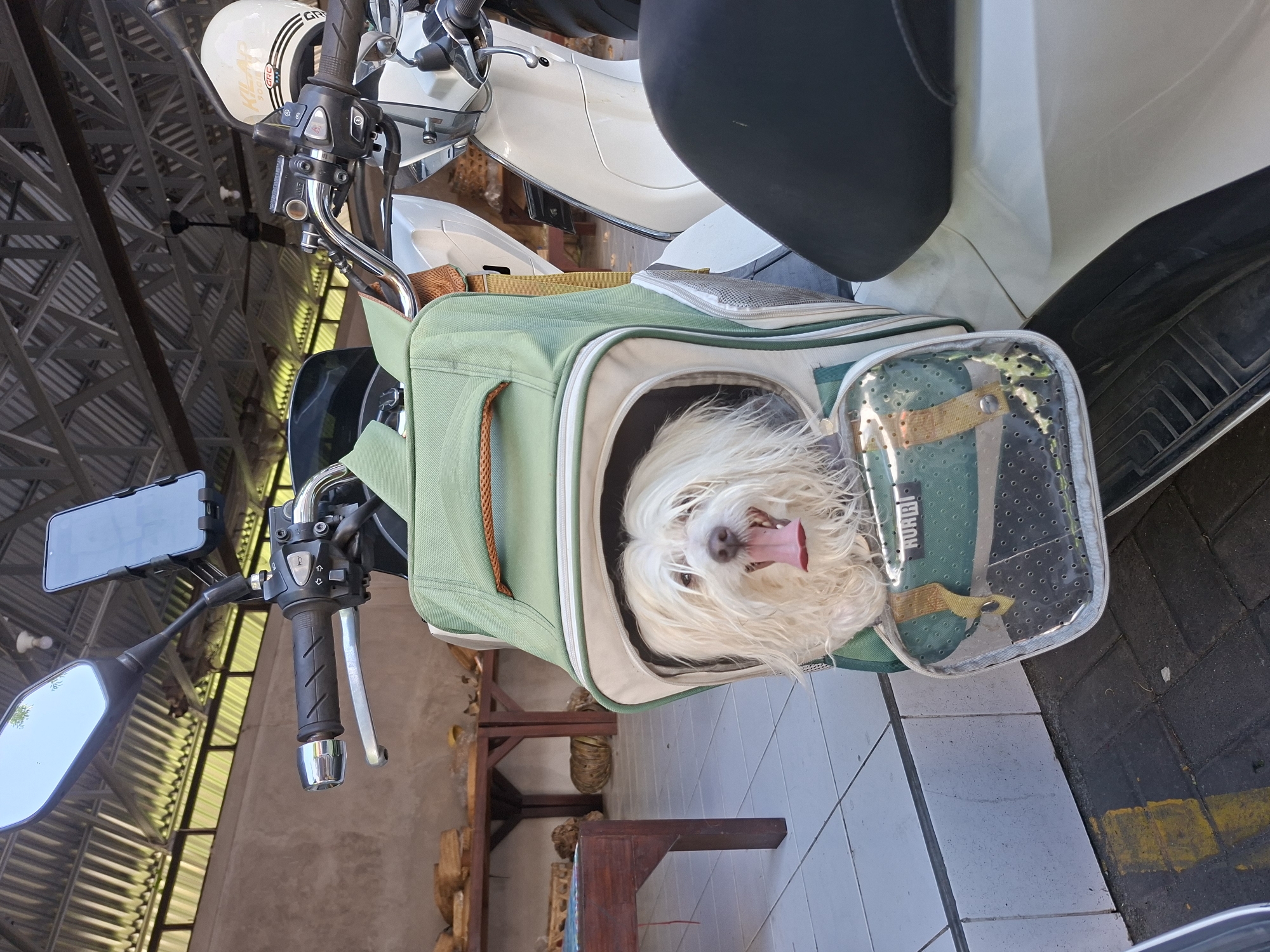 The image, rotated 90 degrees clockwise, presents a long-haired white dog sitting contentedly within a green pet carrier, which is securely attached to the front of a white scooter. The dog's face is central to the frame, with its mouth open and a pink tongue extended, conveying an impression of happiness or panting, possibly from warmth or excitement. Its white, shaggy fur frames its face.
The pet carrier is predominantly green with white or light trim, featuring a transparent, perforated plastic window on one side where the faint text "HUA BI" is visible. The scooter itself is white, equipped with a black seat, and has chrome handlebars with various black controls. A white helmet, bearing black stripes and the text "KILAPI" and "ORC," hangs from the scooter's front section. A black smartphone is mounted on the left handlebar within a holder, next to the rearview mirror.
The setting appears to be a covered outdoor area or a garage in Denpasar, Indonesia, during the daytime, as suggested by the bright illumination. The ground consists of light grey and darker grey tiles, with a yellow line visible on the darker section. In the background, wooden furniture pieces and a distinct metal roof structure with corrugated panels can be seen. The scene captures a charming moment of a pet ready for a ride.