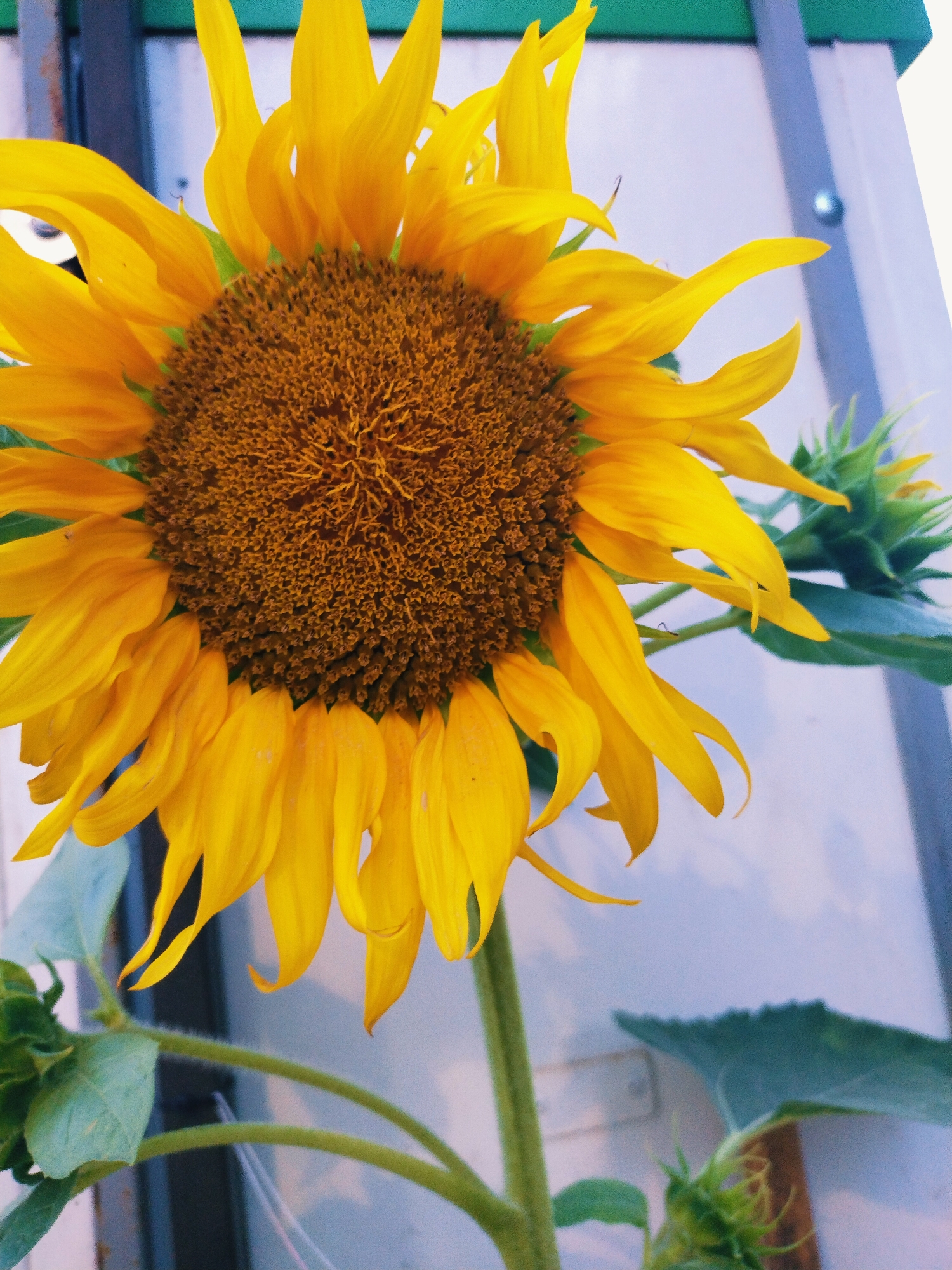 A close-up, slightly angled shot captures a vibrant sunflower in full bloom. The sunflower's center is a rich, textured brown, densely packed with seeds, while its petals are a bright, sunny yellow, some curled inwards, others extending outwards. The background is out of focus, appearing as a pale, textured surface with a subtle blue-green tint, possibly a wall or building. Two smaller, green sunflower buds are visible in the background, one to the right and another lower left, suggesting the presence of a larger sunflower patch. The overall lighting is bright, highlighting the sunflower's natural beauty. The image is likely taken outdoors, in an urban or suburban setting, possibly within Horishni Plavni, Ukraine, given the context provided, though no specific landmarks or elements definitively place it there.