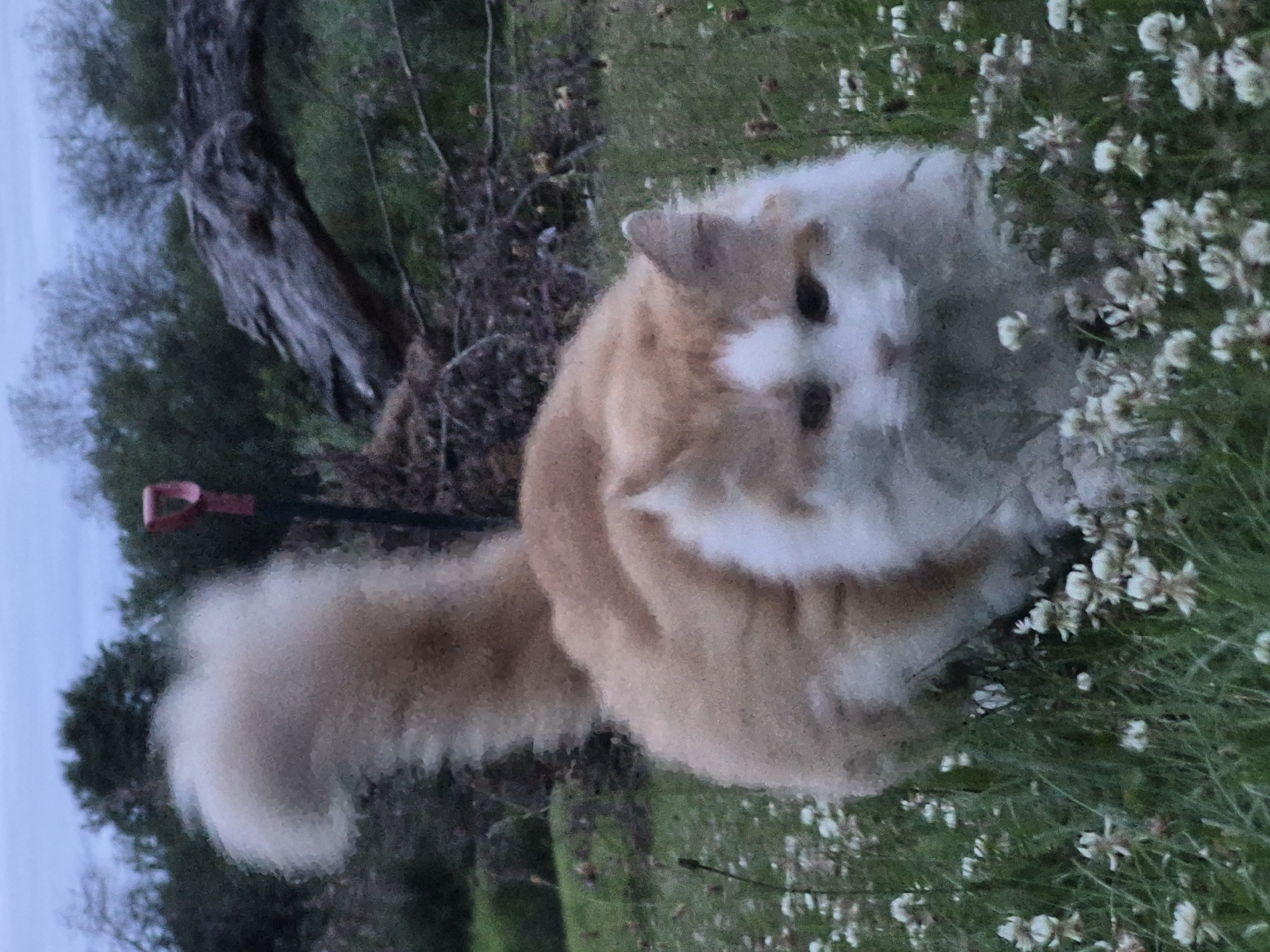 The image captures a fluffy, ginger and white cat with a bushy tail, positioned in a field of white clover flowers. The cat is the central subject, appearing to be either looking forward or down towards the flowers. In the background, a red-handled shovel is partially visible, stuck in the ground, and to the right, a large, weathered log lies horizontally. Beyond the log and shovel, a dense line of trees forms the backdrop under a muted, overcast sky. The environment suggests an outdoor, possibly rural setting, with no indication of the city of Sooblase, Estonia. The scene is static and depicts the cat in a naturalistic outdoor environment.