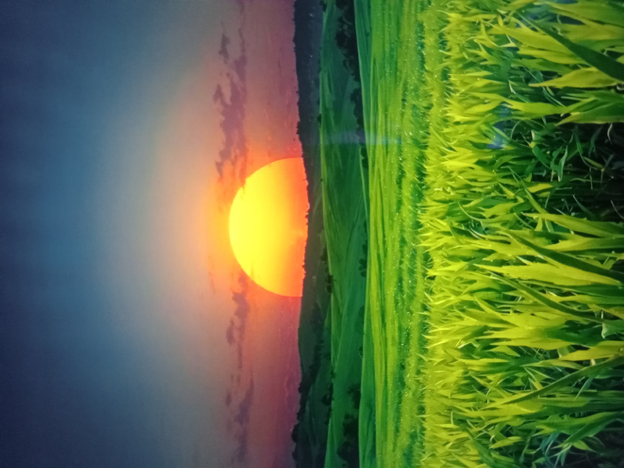 This is a photograph of a vast, green landscape under a vibrant sunset. In the foreground, tall, green grass with pointed leaves is sharply in focus, illuminated by the setting sun. Behind the grass, rolling hills covered in lush, green vegetation stretch into the distance. Silhouetted trees dot the hillsides. The sky is a gradient of colors, with a bright orange and yellow sun dominating the horizon, casting a warm glow. The upper portion of the sky transitions to a deep blue. Faint, pinkish clouds are visible near the sunset. The scene depicts a rural, undeveloped area, possibly farmland or rolling meadows. There are no people, structures, or specific identifiable landmarks that would place this image in Qorowul, Uzbekistan, or any other specific urban location. The image is a generic landscape at sunset.