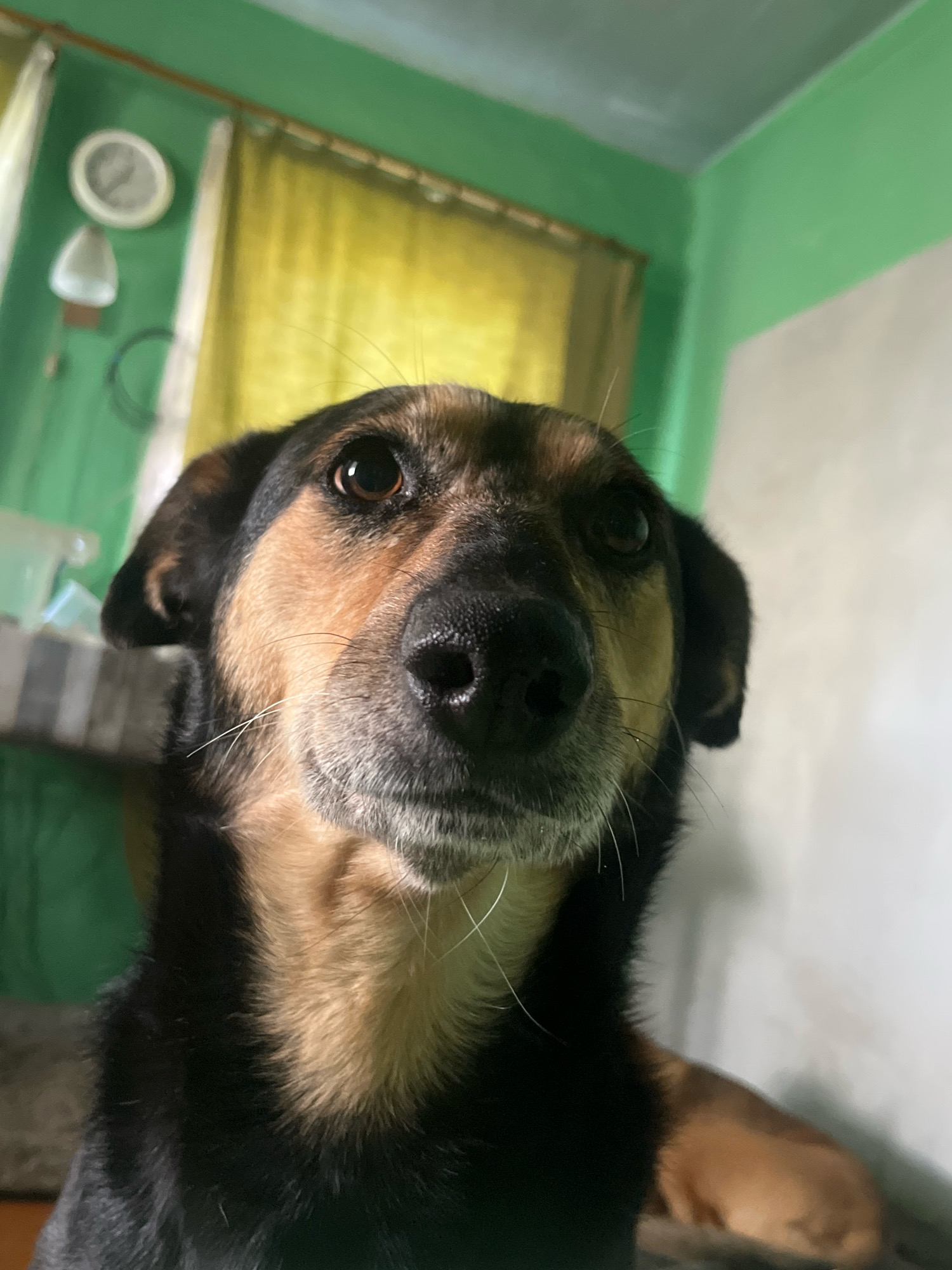 The image shows a close-up of a dog's face, looking directly at the camera. The dog has brown and black fur, with prominent tan markings around its eyes and muzzle. Its eyes are dark brown, and its nose is black and wet. The background is out of focus, but appears to be an indoor setting with green and yellow walls. There is a clock visible on the left wall, and a window with yellow curtains. The overall impression is that of a pet being photographed in its home environment. There is no information in the image to suggest a specific location in Nizhny Tagil, Russia.