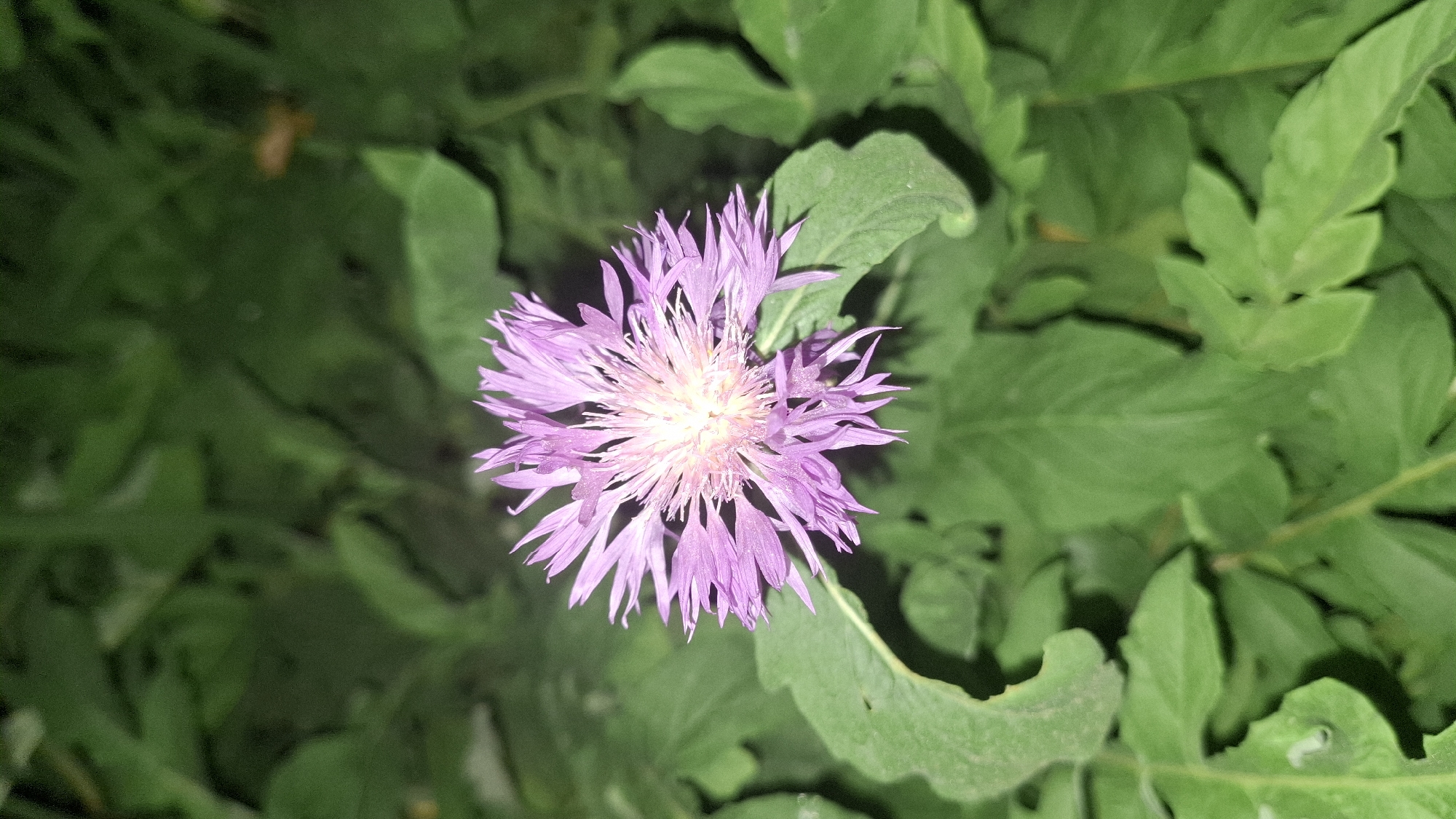 A close-up, eye-level shot showcases a single, light purple cornflower in full bloom, set against a softly blurred background of lush green foliage. The flower's delicate, fringed petals radiate outwards from a pale yellow and pink center, with a few stray petals appearing slightly wilted. The surrounding leaves are a deep green, some appearing large and textured, while others are smaller and more pointed. The lighting suggests it may be dusk or a dimly lit area, casting a soft glow on the flower and leaving much of the background in shadow. The image does not contain any people or evidence of specific human activity. The location is within the city of Шұбарсу, Kazakhstan.