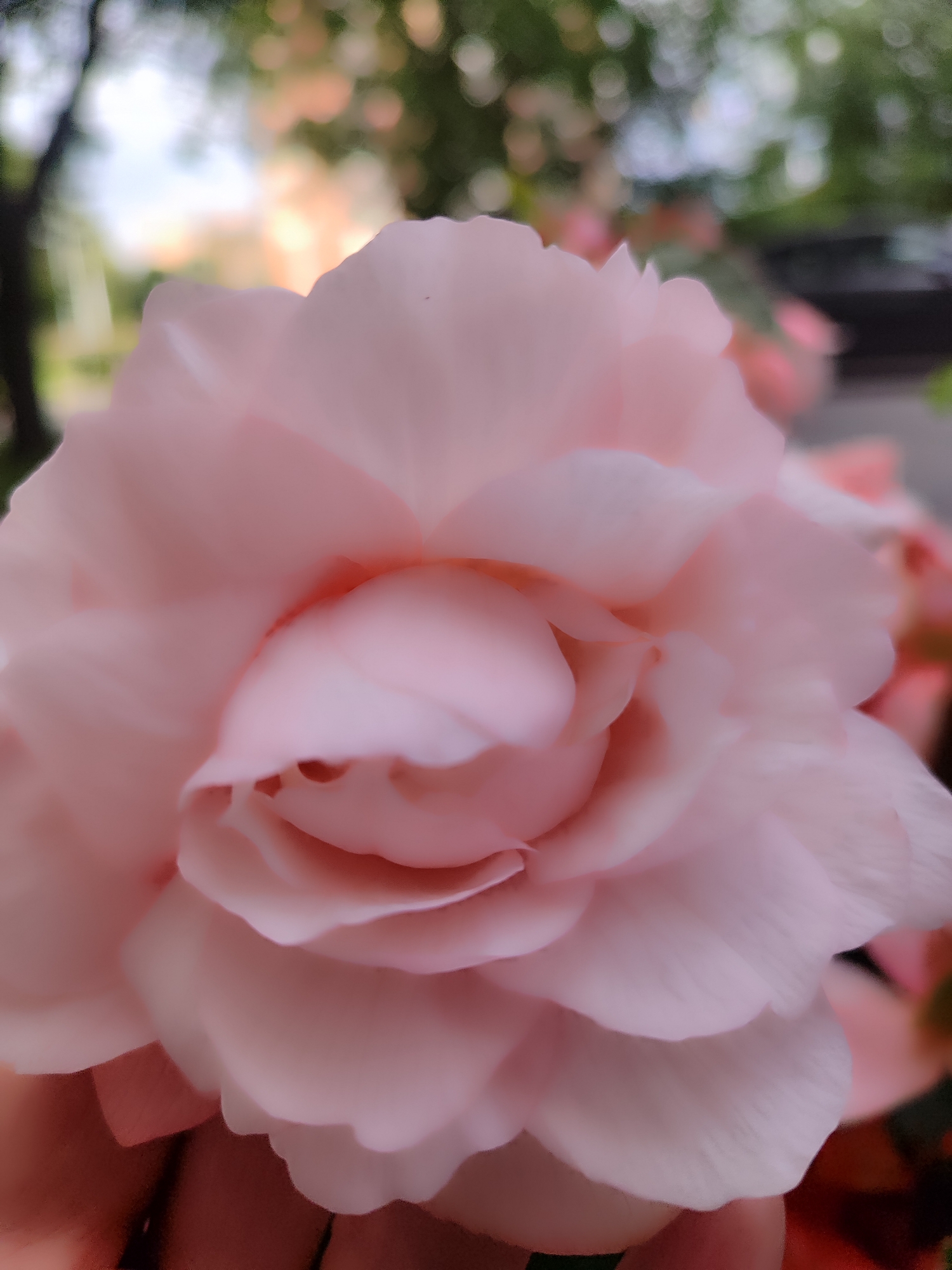 A close-up, shallow depth-of-field photograph focuses on a pale pink begonia flower. The petals are soft and layered, with a central bud visible. The background is blurred, showing green foliage and hints of sunlight, suggesting an outdoor setting. The flower is held by a hand, partially visible in the lower left corner. The image was taken on a cloudy day in the Botanical Garden of Peter the Great, Saint Petersburg, Russia.
