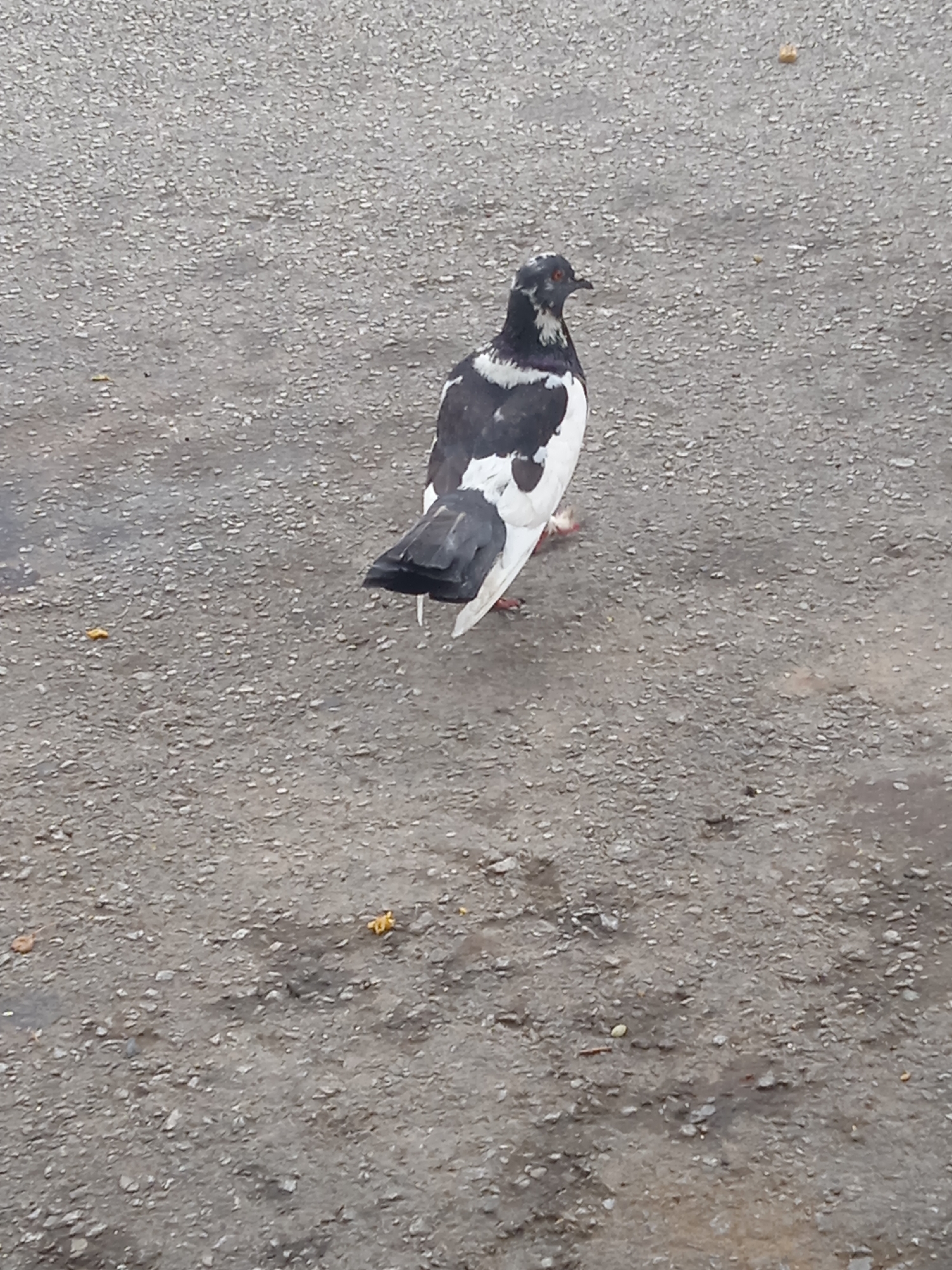 This media file is a close-up, eye-level photograph of a pigeon standing on an asphalt surface. The pigeon is mostly black and white, with patches of white on its wings and chest, and dark grey or black feathers on its head and back. It has a red eye and a short, dark beak. The pigeon is facing to the right, with its body angled away from the camera. The asphalt ground appears wet and somewhat uneven, with small pebbles and debris scattered across it. There are a few small, yellowish specks on the ground, which could be crumbs or other food items. The lighting suggests it is daytime, but the overcast sky is implied by the diffused light and the absence of strong shadows. There is no visible text in the image. The setting appears to be an outdoor, urban or suburban environment, possibly a street, sidewalk, or park area. The pigeon is the sole subject, and it is not actively engaged in any significant movement, appearing to be resting or foraging.