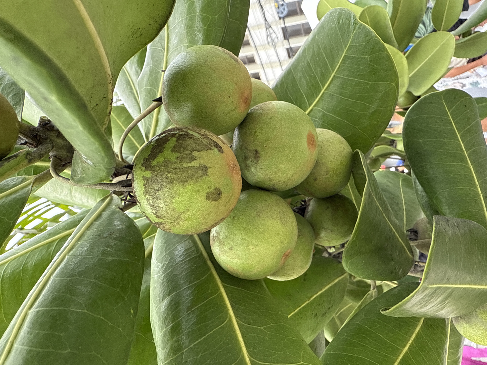 The image is a close-up shot of several green, round fruits hanging from a tree with large, broad green leaves. The fruits appear to be unripe, with some showing brown mottling. The background is blurred but suggests an outdoor urban environment, with hints of buildings and possibly people in the distance. The lighting is natural, indicating it was taken during the day. The perspective is from below, looking up into the tree canopy. The location is identified as being in the city of Cabo Frio, Brazil, which is a coastal city in the state of Rio de Janeiro.