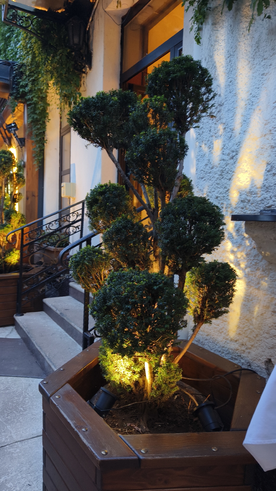 This is an outdoor scene at night, likely in Belgrade, Serbia, featuring a decorative tree in a wooden planter. The tree has been pruned into a topiary style with several rounded sections and exposed branches. It is illuminated by spotlights placed at its base, casting a warm yellow glow. The planter itself is made of dark wood with visible fasteners.
Behind the tree, a stone staircase with a black metal railing leads upwards. The railing has an ornate design. The building facade to the right of the stairs is textured and painted in a light color, with dramatic shadows and light patterns cast by an unseen light source. Lush green ivy hangs down from above on the left side of the image, near a black outdoor light fixture. The overall atmosphere suggests an evening setting, possibly at a restaurant or establishment with outdoor seating. No people are clearly visible in the frame.