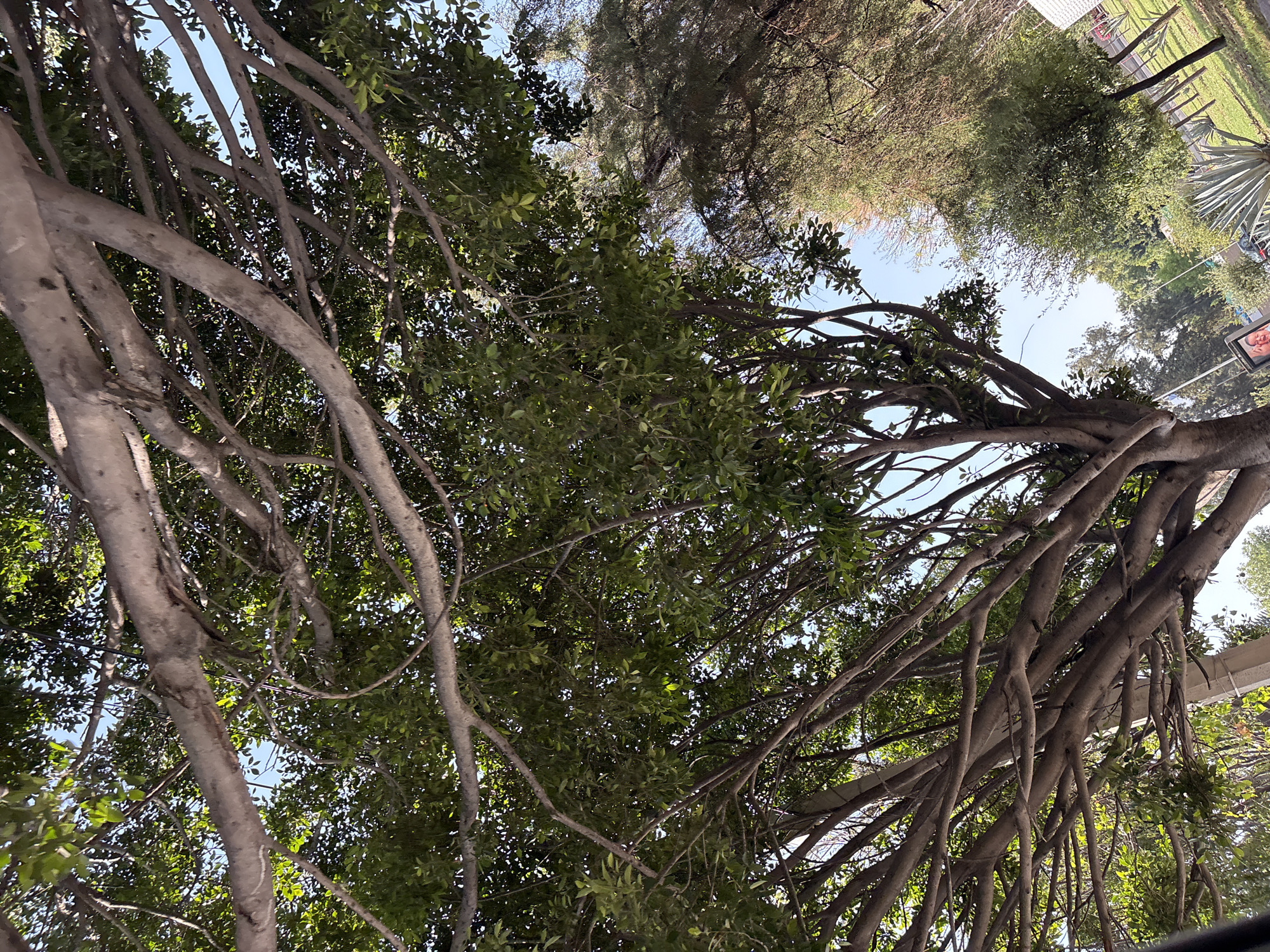 The image provides an upward perspective, looking through the dense canopy of a large, mature tree. The primary subject is this tree, likely a fig or banyan, characterized by its numerous thick, gnarled branches and prominent aerial roots that hang downwards. These roots and branches crisscross the frame, forming intricate patterns against the clear, bright blue sky visible through the gaps in the foliage.
The tree is covered in abundant, lush green leaves, which create a rich texture as sunlight filters through them, casting dappled light. In the background, beyond the immediate tree, additional trees with varying foliage types are visible, suggesting a diverse arboreal environment. Towards the right side of the frame, distant elements can be observed, including what appears to be a white architectural structure, possibly a building or a roofline. Utility lines or cables are also faintly visible stretching across the sky. Further in the distance, a grassy area with more trees and a distinctive palm-like plant can be seen. A small, blurry sign or poster featuring a human face is discernible in the far distance, but no text is legible.
The scene takes place outdoors during the daytime, under a clear, sunny sky, indicating good weather. The upward angle of the photograph emphasizes the scale and natural beauty of the tree. The presence of aerial roots and lush vegetation is consistent with the tropical or subtropical climate of San Bernardino Tlaxcalancingo, Mexico. No explicit human activity is depicted; the focus is on the natural environment.