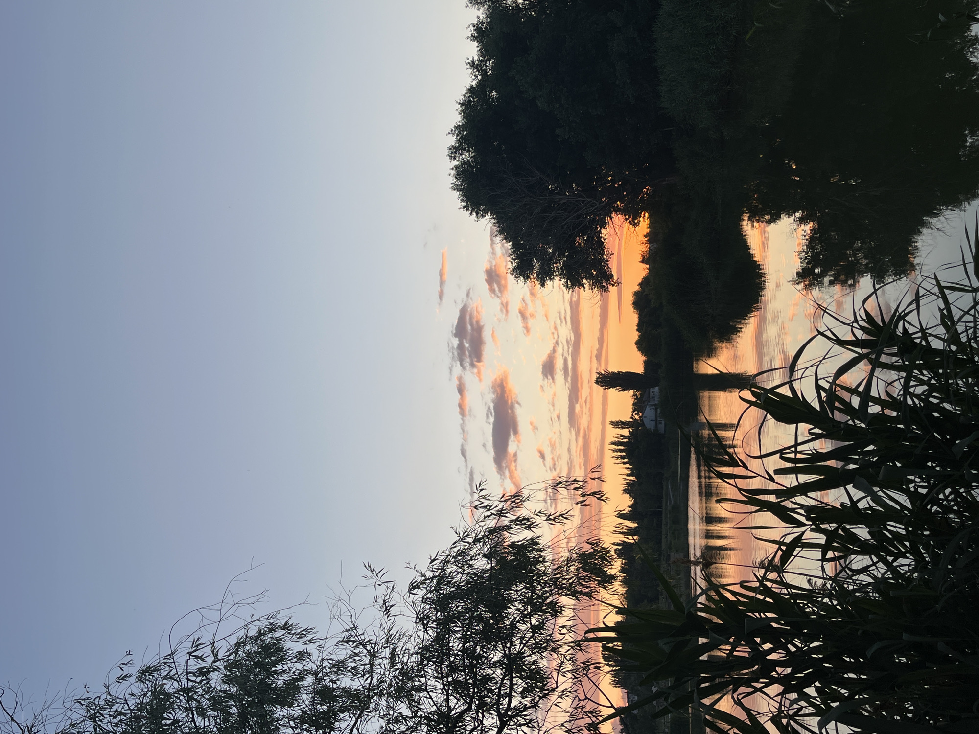The image depicts a tranquil sunset over a body of water, likely a river or lake, near the city of Kotovo, Russia. In the foreground, dark silhouettes of tall reeds and the branches of a weeping willow tree frame the scene on the left and center. The water reflects the warm hues of the sky, creating a painterly effect with streaks of orange, pink, and pale blue. Across the water, a line of trees forms a dark silhouette against the vibrant sunset. Among these trees, a few taller, slender trees stand out, with one particularly noticeable near the center. In the distance, a white house with a visible roof can be seen on the right side of the frame, partially obscured by foliage. The sky above is a gradient of pale blue, transitioning to soft pink and orange near the horizon, with scattered, wispy clouds catching the last light of the day. The overall impression is one of peacefulness and natural beauty at dusk.