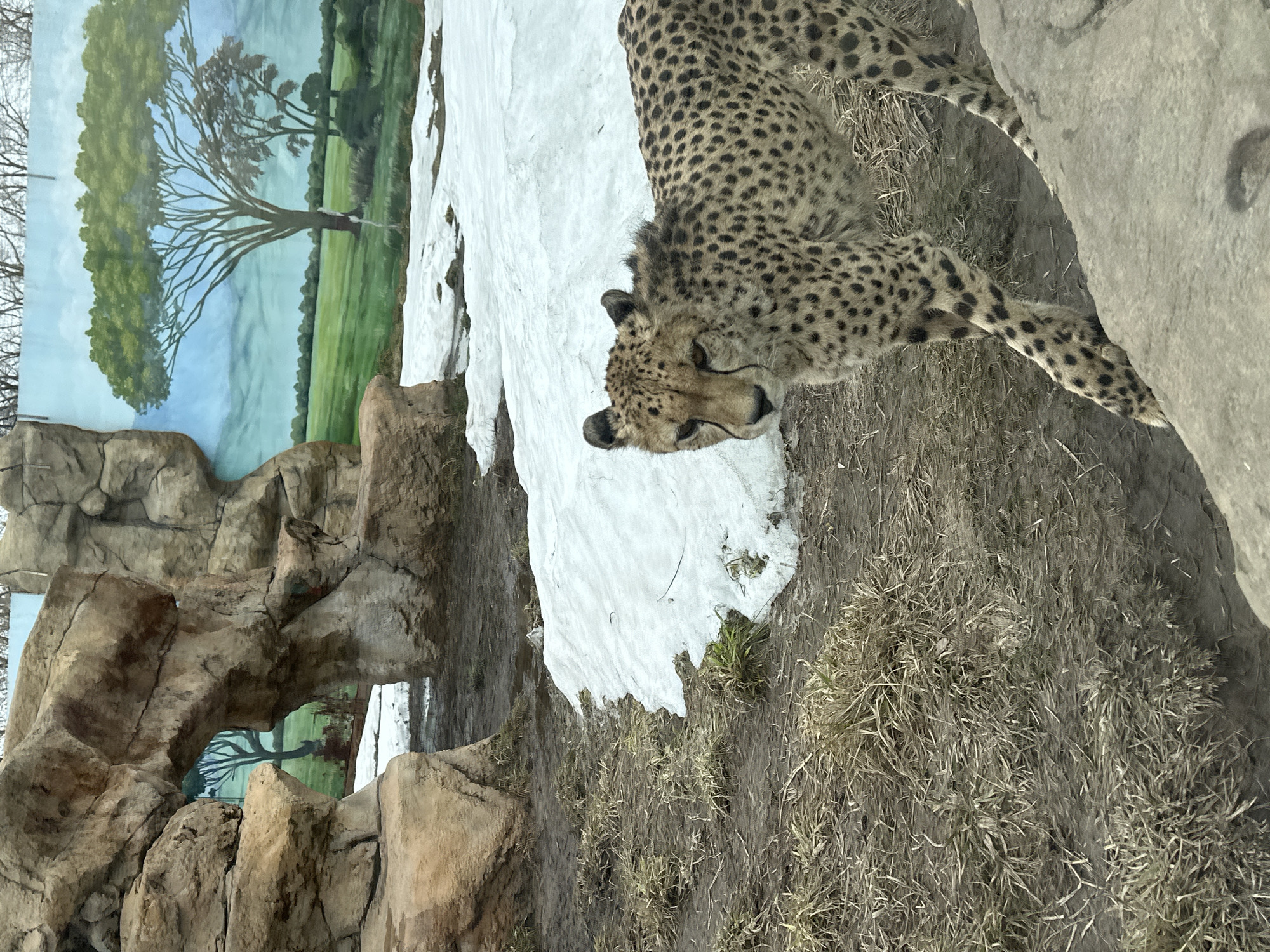 A cheetah is lying on a grassy, rocky surface near a patch of snow. Behind it is a painted backdrop depicting trees and a landscape. The photograph was taken at the Kazan Zoo in Kazan, Russia.