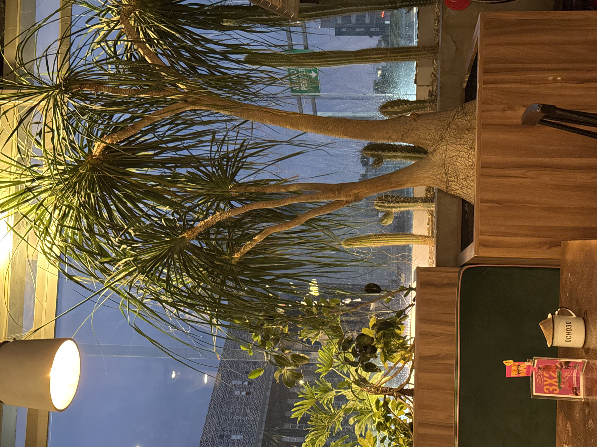 The image depicts an interior scene with a large potted Beaucarnea recurvata (Ponytail Palm) in front of a window. The window offers a view of Puebla, Mexico, characterized by a modern high-rise building and a historical stone structure, likely a church or other significant edifice. Several cacti of various types are also incorporated into the indoor garden. The room is dimly lit, with an overhead light fixture visible in the lower left corner. On a nearby table, there is a cup labeled "0CH030" and a promotional card displaying "3X2".
