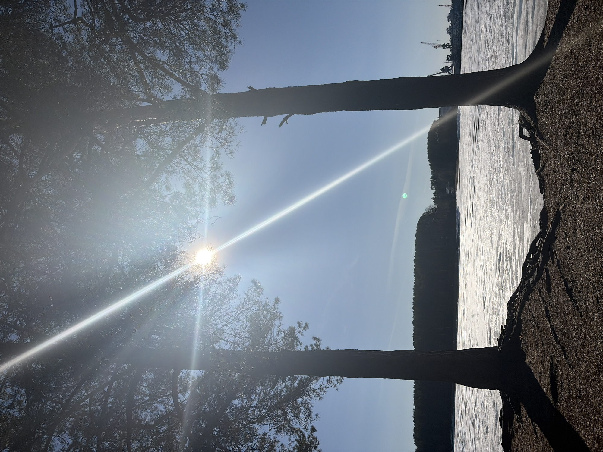 The image, oriented correctly, captures a bright, sunny winter or early spring landscape in Chaikovsky, Russia. Two dark, vertical tree trunks frame the scene, one on the left and one on the right, rising from a textured, dark ground in the foreground. Their branches, appearing as dense silhouettes of pine needles, are visible against the sky, especially on the left.
A clear, bright blue sky dominates the upper portion of the frame. The sun, positioned in the upper-left, emits a strong lens flare and radiant sunbeams that diagonally traverse the image.
The middle ground features a wide expanse of water, likely frozen or covered in ice, stretching horizontally across the scene. Its surface reflects the intense sunlight, creating a shimmering, textured effect. Across this icy body of water, a distant, dark line of trees forms an undulating shoreline, indicating a wooded area or forest.
In the far distance, beyond the treeline, several industrial structures, including large cranes, are faintly visible against the sky, suggesting the presence of a port or industrial facility along the waterway. The scene conveys a sense of crisp, clear weather under a brilliant sun, characteristic of a cold season in a natural environment bordering on industrial activity. No people or visible text are present.