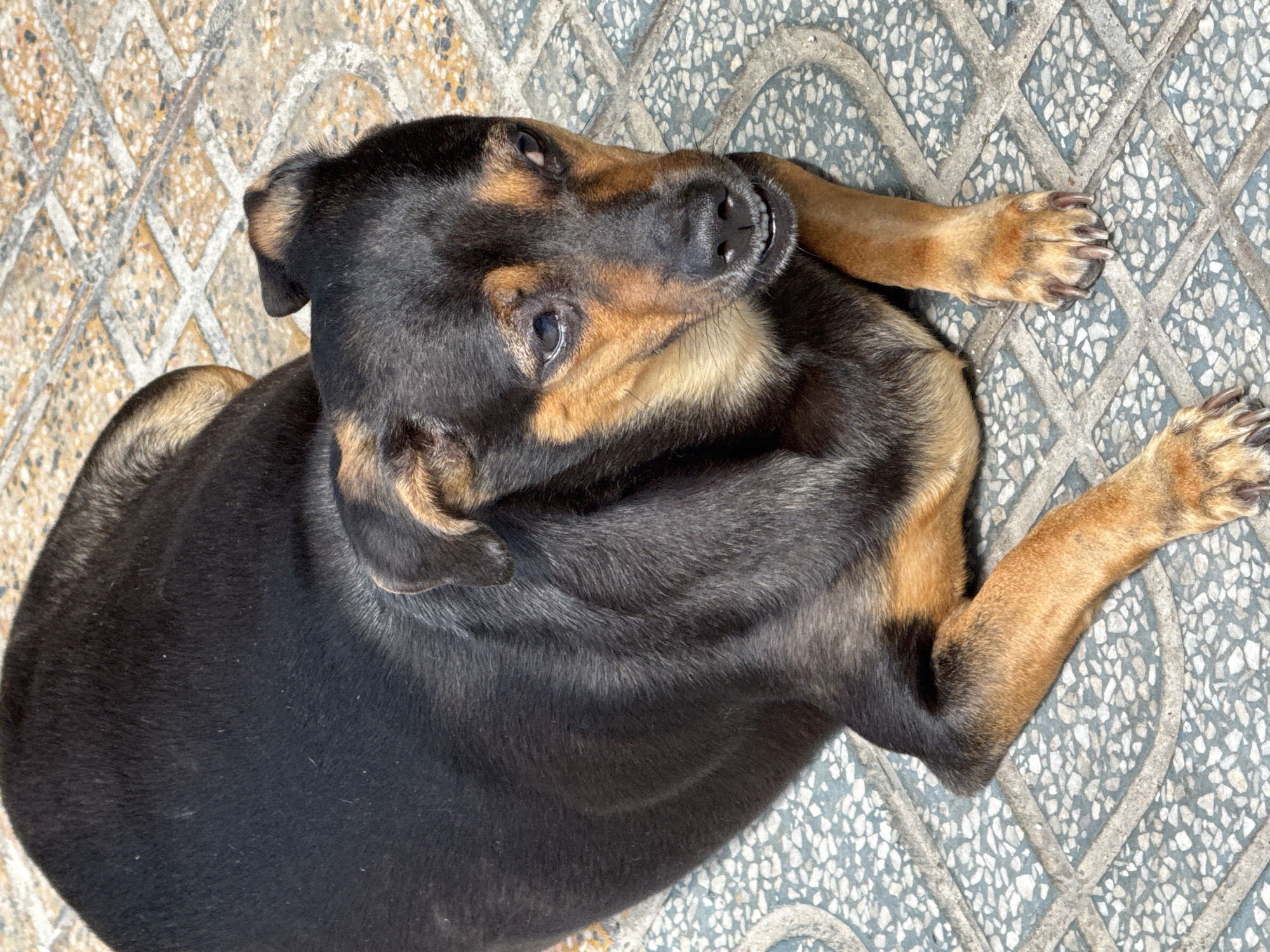A medium-sized black and tan dog is lying on a patterned tile floor outdoors. The dog is mostly black with tan markings on its face, chest, and legs. Its eyes are partially closed, and its mouth is slightly open, showing its teeth. The dog appears to be resting. The background consists of square tiles arranged in a diamond pattern, with visible grout lines. Some of the tiles have a speckled pattern of white and blue or gray. The lighting suggests it is daytime, with shadows indicating sunlight. The image was taken in Nha Trang, Vietnam.