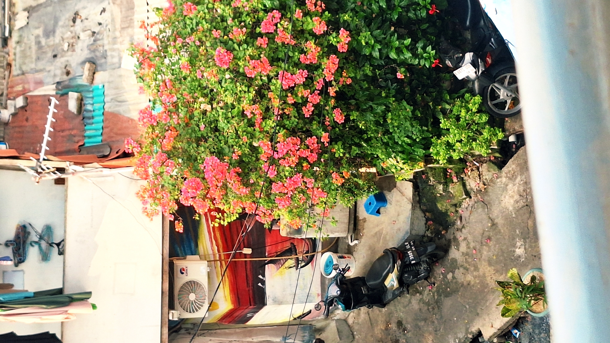 This is a medium-angle, high-level shot of a narrow alleyway in North Jakarta, Indonesia. In the foreground, a small potted plant sits on the concrete ground. A black scooter is parked to the left, and another black scooter is parked to the right. To the left of the frame, a white air conditioning unit is mounted on a wall with a mural depicting a sunset over a body of water with a sailboat. A large bush with vibrant pink flowers dominates the center and right side of the image, obscuring part of the alley and the scooters. Clothes hang on a clothesline at the top left of the frame. Various corrugated metal structures and some debris are visible on the rooftops in the background. The ground is concrete with some cracks and patches of moss. A small blue plastic stool is visible near the bush.