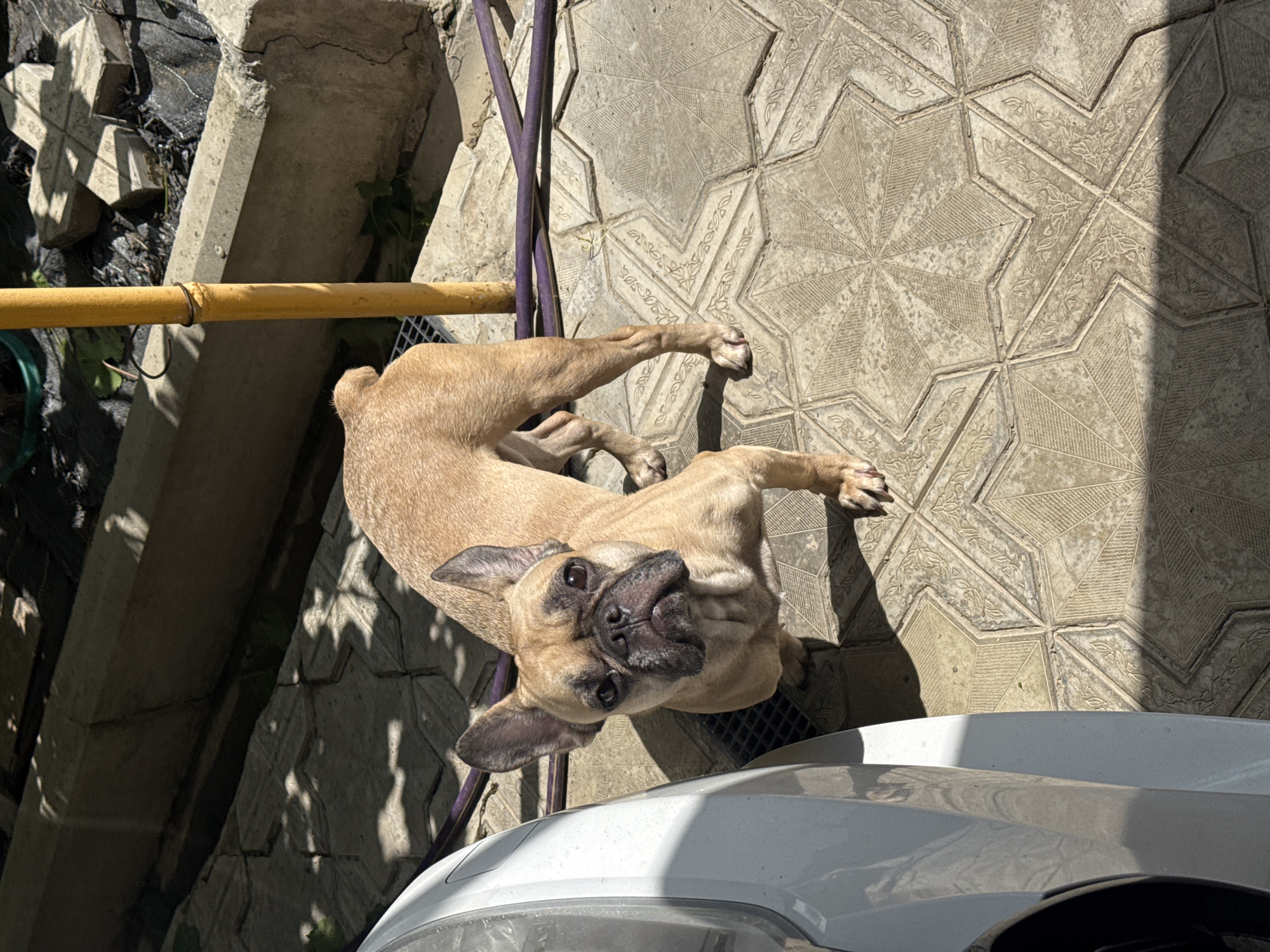 A fawn-colored French bulldog stands on a patterned tile patio in Mikhaylovsk, Russia, looking directly at the camera. The dog is positioned in the center of the frame, with its body angled slightly to the right. To the left of the dog, the white fender of a car is visible. The patio is illuminated by sunlight, casting shadows from an unseen source, possibly trees or an awning. In the background, a yellow pole stands vertically, and a section of a concrete planter is visible, along with a purple hose. The environment appears to be an outdoor residential area.
