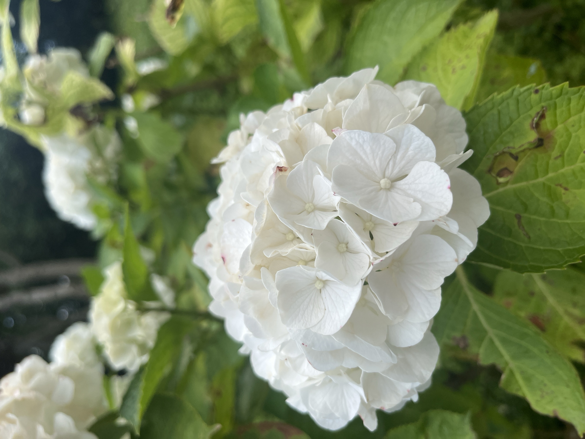 A close-up, eye-level shot captures a large, spherical cluster of white hydrangea flowers. The individual florets are delicate and layered, with some showing faint pink tinges. The blossoms are set against a backdrop of lush green leaves, some of which appear slightly discolored with brown spots, suggesting natural wear or minor imperfections. In the distance, out-of-focus white flowers and foliage create a soft, hazy background. The lighting is natural, with a slightly overcast or diffused quality that highlights the texture and form of the flowers without harsh shadows. The image was taken outdoors, likely in a garden or park setting, and there are no people or animals present. The location is not specified as Krasnodar, Russia, but it is a general outdoor floral scene.
