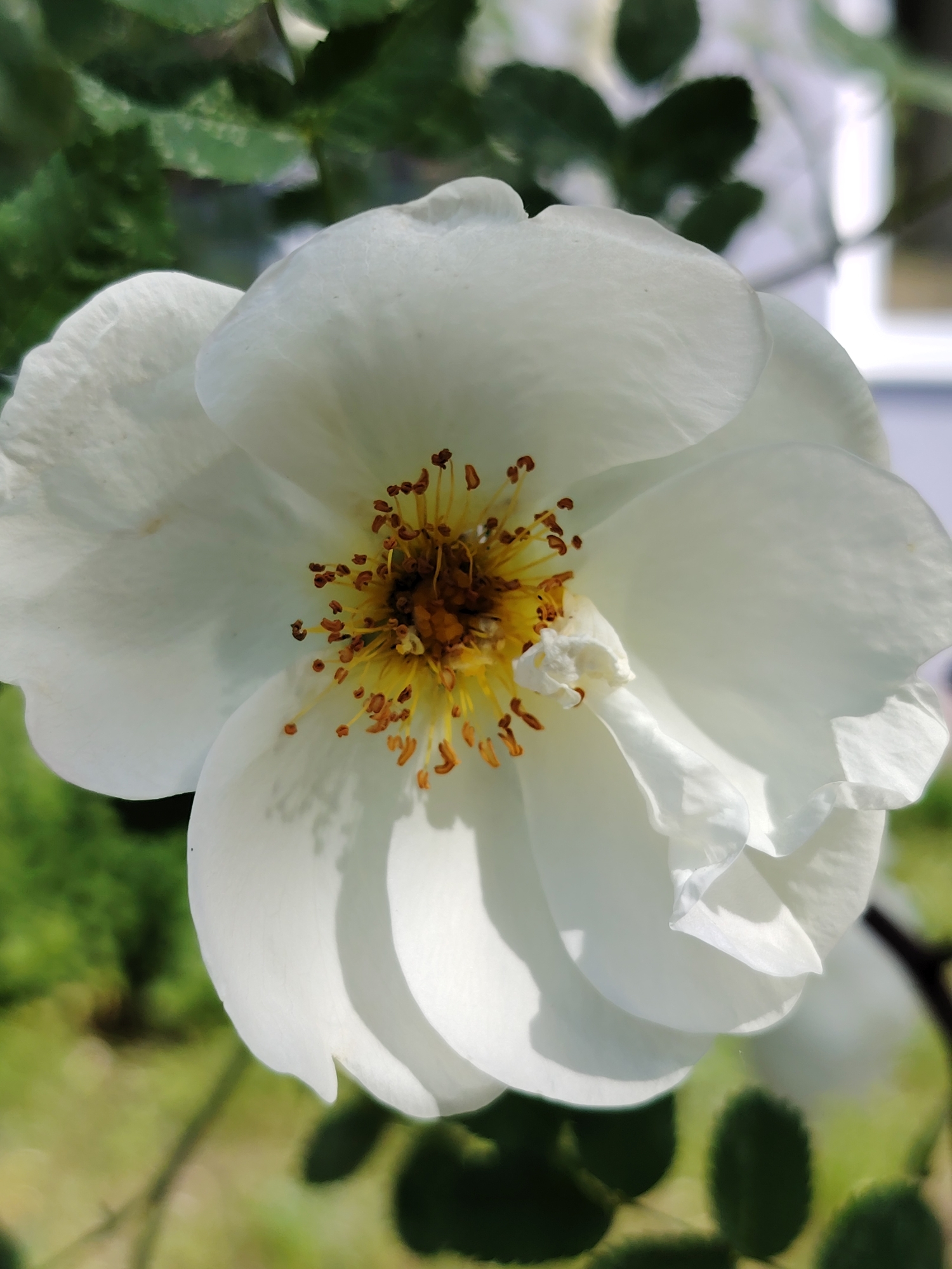 This is a close-up, macro photograph of a single white rose in bloom. The flower dominates the frame, with its delicate white petals unfurling outwards. The center of the rose is a vibrant yellow, surrounded by numerous stamens topped with brown anthers. The background is a soft blur of green foliage and what appears to be a light-colored structure, possibly a building or fence, indicating an outdoor setting. The lighting suggests it is a sunny day, casting subtle shadows on the petals. The image does not contain any people or specific indicators of location within the city of Chaikovsky, Russia.