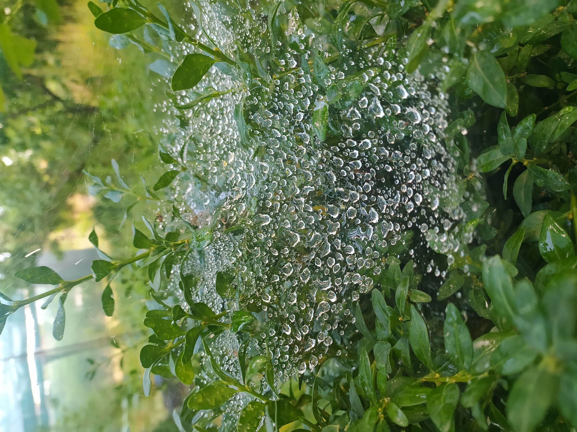 The image depicts a close-up view of a spiderweb covered in water droplets, suspended between the branches of a green bush. The bush is lush and vibrant, with numerous small, glossy leaves. The spiderweb itself is delicate and intricate, with each strand clearly visible, and it forms a net-like structure across the foliage. The water droplets cling to the web, reflecting the light and creating a glistening effect, suggesting that it may have rained recently or that dew has formed. The background is softly blurred, revealing more green foliage and what appears to be the exterior of a structure, possibly a greenhouse or a building, in the distance. The lighting suggests it is daytime, with soft, diffused light filtering through. There are no people or animals visible in the frame. The scene is set in an outdoor, natural environment, likely a garden or park within the city of Baraboi, Ukraine.