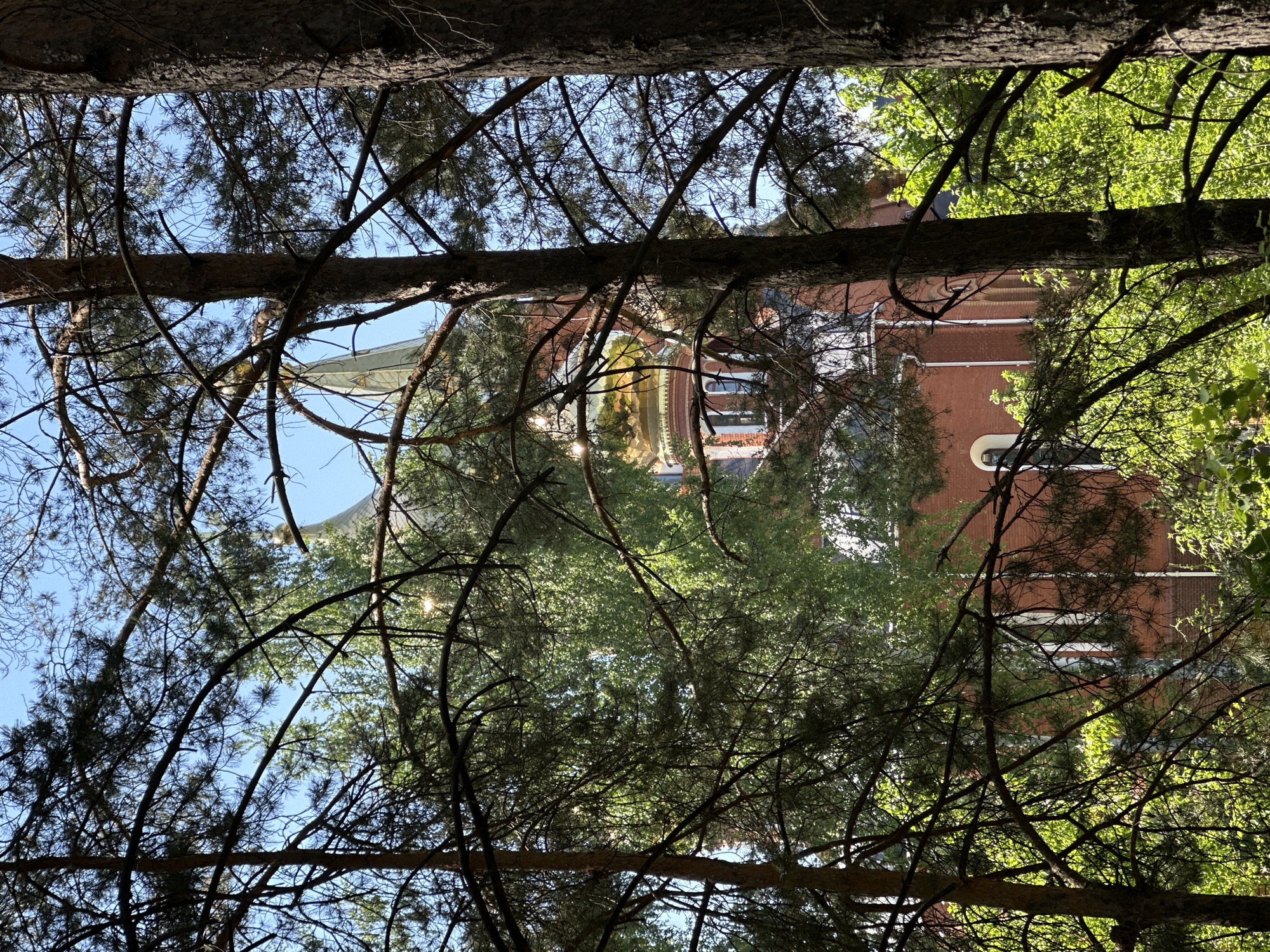 The image, taken from below, shows a view through tree branches towards a red brick building with a spire. The building appears to be located in Chaikovsky, Russia, judging by its architectural style. The foreground consists of pine tree branches, with the trunks of two trees framing the top and bottom of the image. Through the branches, a glimpse of the building's facade is visible, including windows with white frames and a conical spire with a golden dome. The environment suggests a park or wooded area surrounding the building, with some green foliage visible. The sky can be seen in the background between the branches, indicating a clear or partly cloudy day.