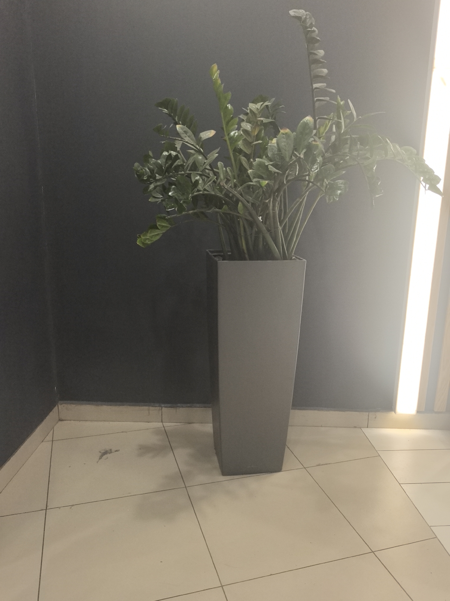 The image shows a potted Zamioculcas zamiifolia plant, also known as a ZZ plant, in a tall, gray, rectangular pot. The plant is positioned against a dark gray wall in the corner of a room. The floor is covered in light-colored square tiles. A vertical light fixture is visible on the right side of the image. The location is Unknown, Unknown. There are no people visible in the image. There appears to be some debris on the floor near the corner of the wall.