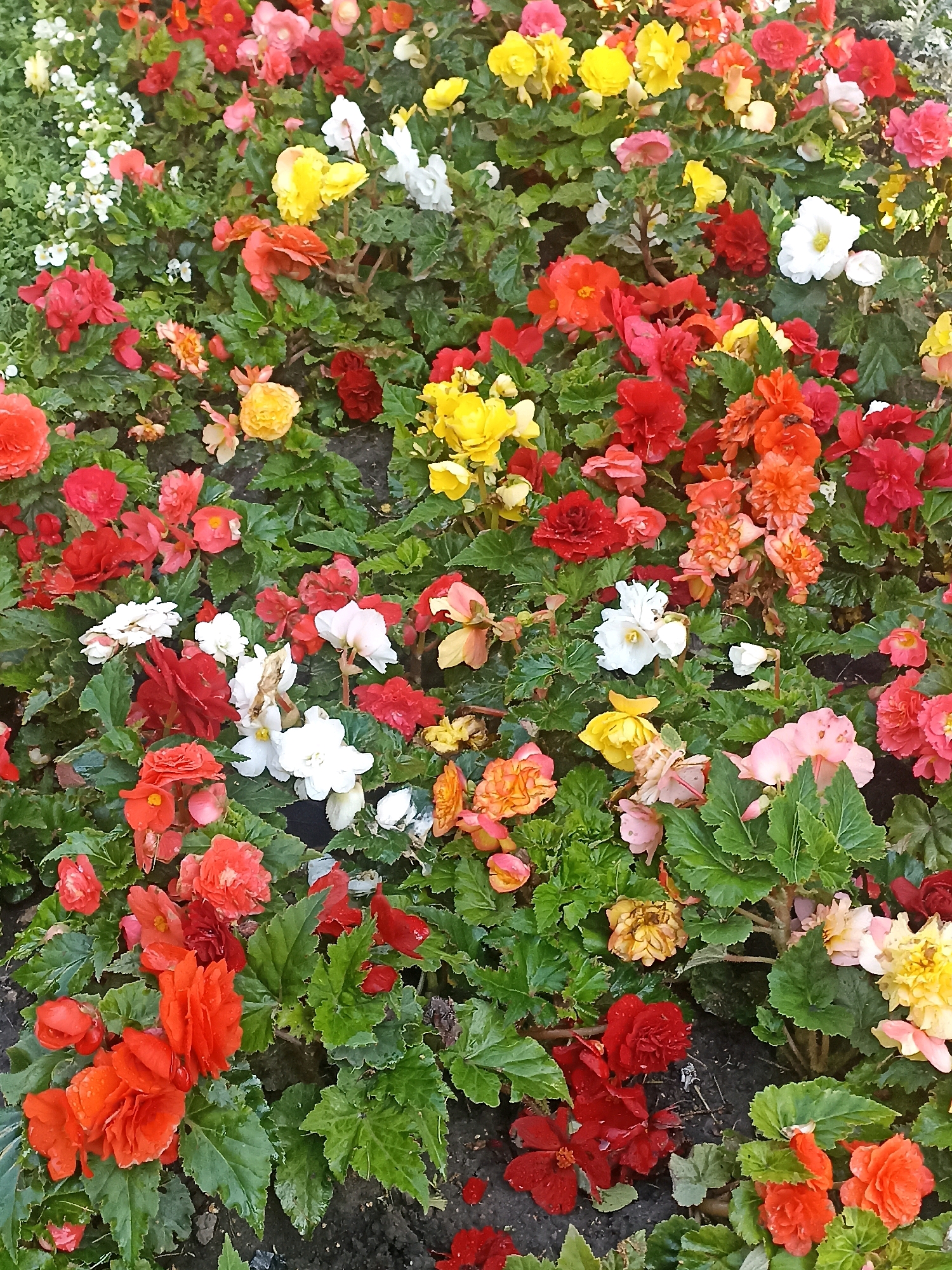 The image shows a densely planted flower bed filled with a variety of begonia flowers in various shades of red, pink, yellow, white, and orange. The flowers are in full bloom, with many layers of petals and green, textured leaves. The ground beneath the flowers is dark soil, with a few fallen petals scattered on the surface. The scene is vibrant and colorful, suggesting a well-maintained garden or public floral display. The overall impression is one of natural beauty and lushness. The image does not contain any people, animals, or specific architectural elements that would indicate a precise location in Novosibirsk, Russia. It is a close-up view of a flower bed, likely in a park, garden, or other green space.