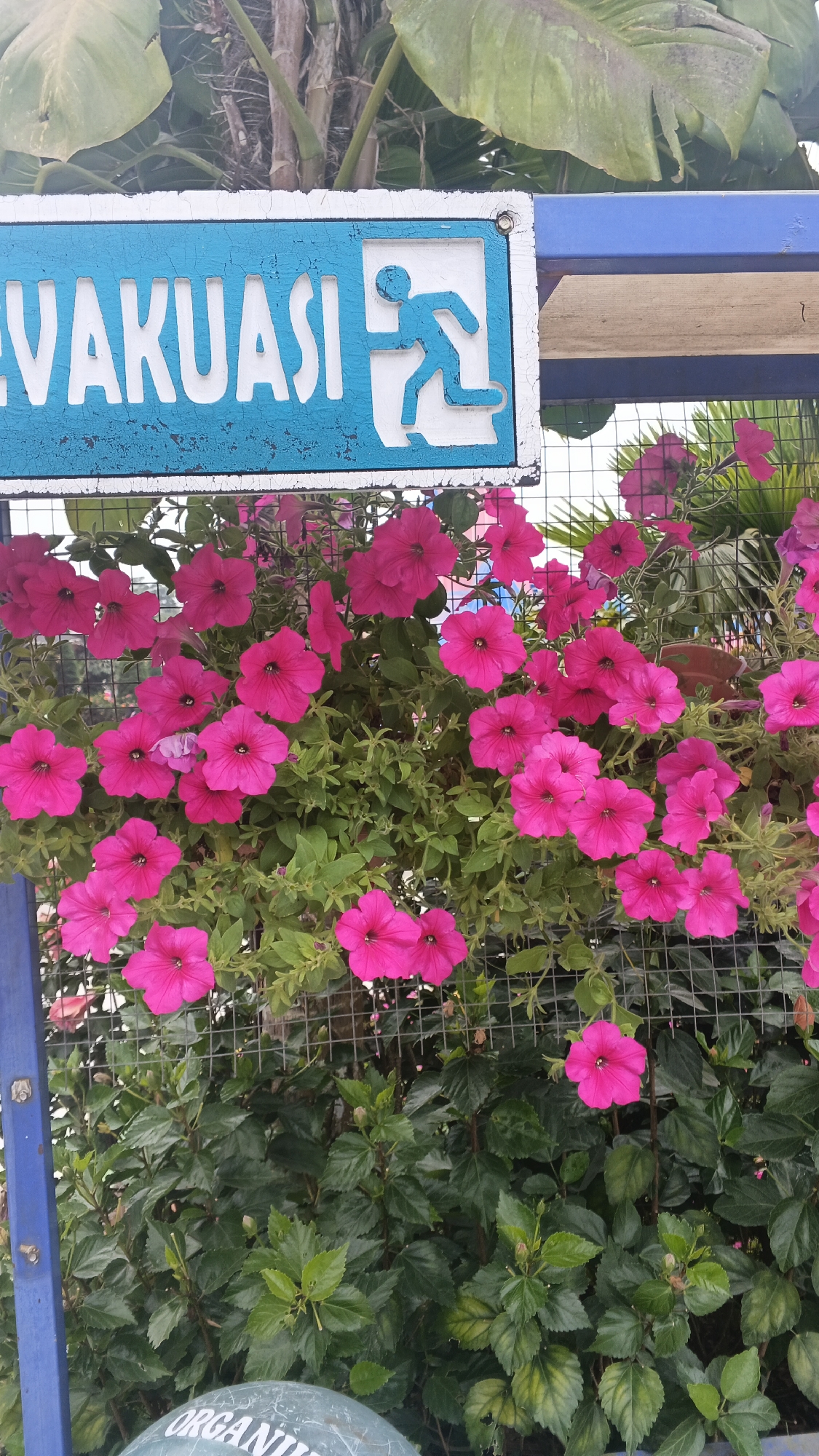 A close-up, eye-level outdoor shot focuses on an evacuation sign and a dense array of bright pink petunias. The sign, painted blue with white lettering and a white silhouette of a running person exiting a doorway, is mounted on a blue metal frame. The blue paint on the sign is chipped, revealing white underneath, giving it a weathered appearance. The petunias, in full bloom, cascade down in front of a wire fence, their vibrant colors contrasting with the greenery of the surrounding foliage. In the background, large, unfurled green leaves and what appear to be bamboo stalks are visible, suggesting a tropical or lush environment. The bottom of the image shows a partial view of a rounded object with faint lettering, possibly a bin or container. The scene appears to be in a public space, given the presence of the evacuation sign.