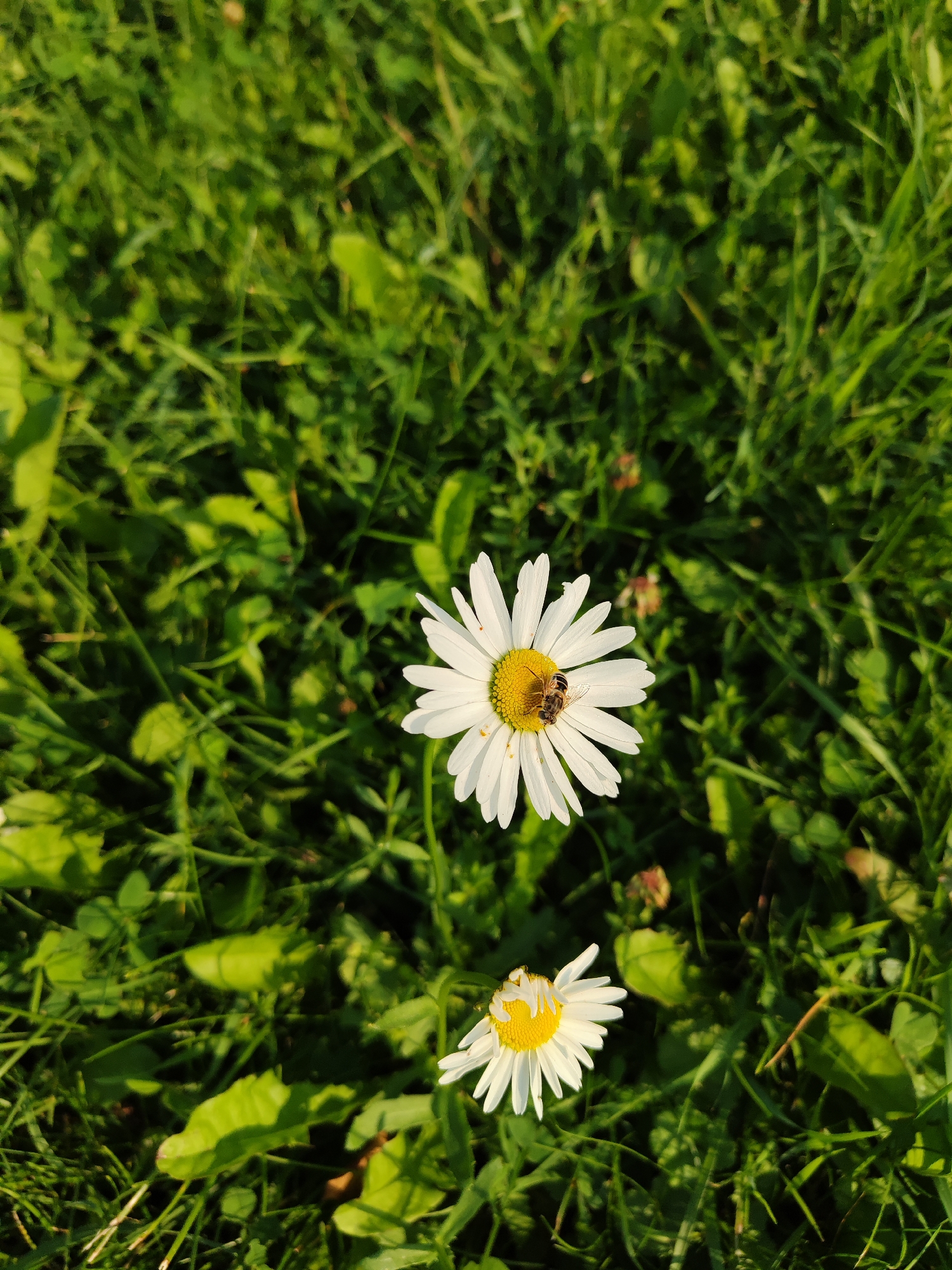 The image shows a close-up view of a daisy with a bee on its petals, nestled in green grass. Another daisy is partially visible in the lower right corner. The lighting suggests it is daytime, likely in the late afternoon due to the warm tone of the sunlight. The scene appears to be an outdoor natural environment, possibly a park or a lawn. There are no people visible, and the focus is on the flora and the insect. The environment is characterized by lush green grass and the white petals of the daisies, with the bee actively engaged on one of the flowers. The image is taken from a high angle, looking down at the subjects. The location in the city of Perm, Russia, is not discernible from the visual elements presented in the image itself.
