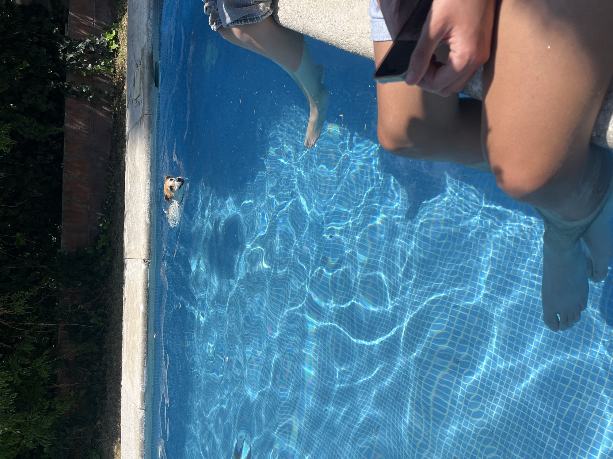 The scene depicts a swimming pool, likely located in El Oasis Valsequillo, Mexico, though this is not directly evident from the image. Two individuals are seated at the edge of the pool, their lower legs and feet submerged in the water. One person holds a smartphone in their hand. A dog is seen swimming in the pool, near the side. The pool is lined with blue tiles, creating a grid pattern under the water. Vegetation borders one side of the pool.