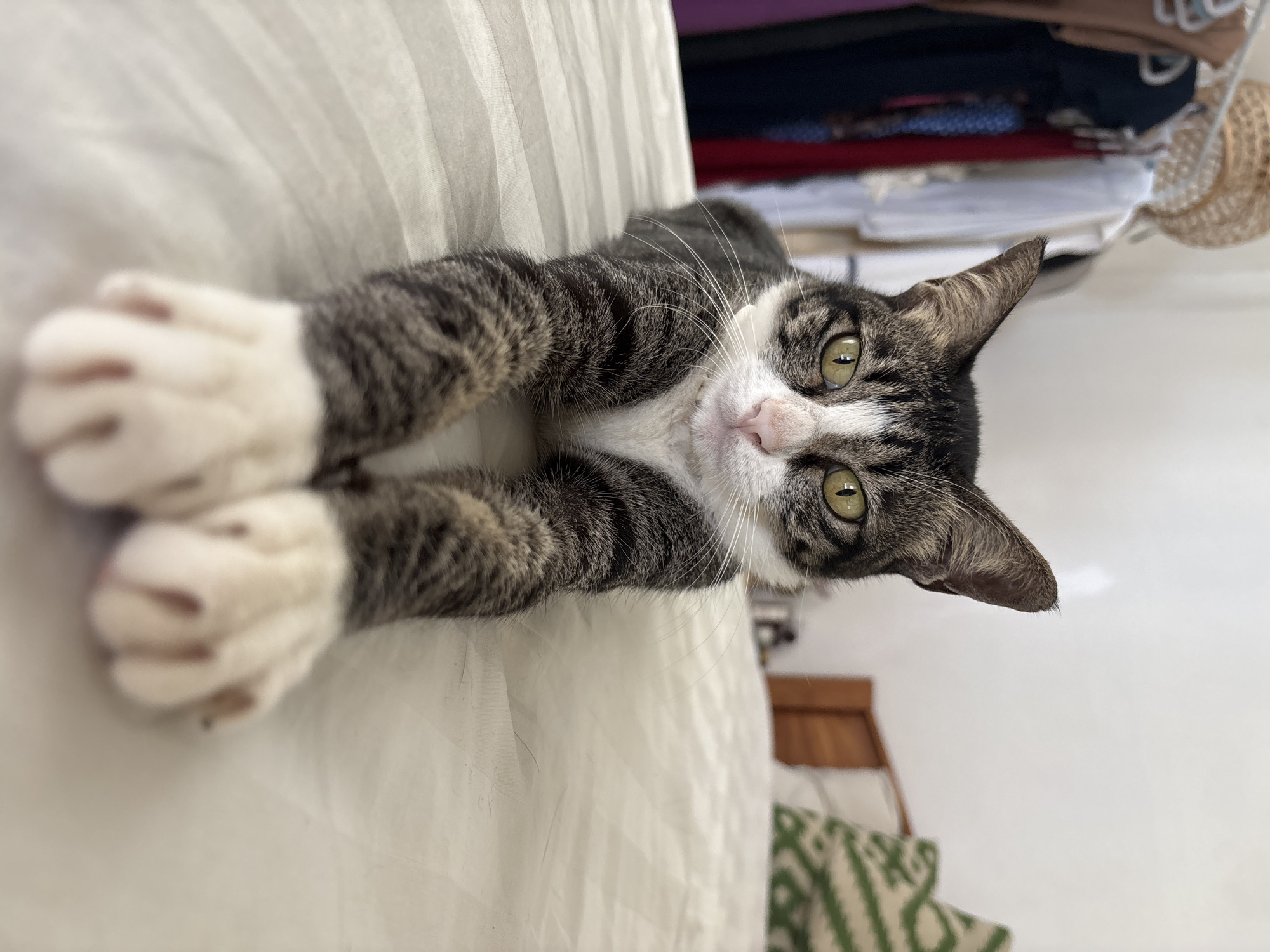 An indoor, eye-level shot captures a tabby cat lying on its back or side on a bed with white striped sheets. The cat, predominantly grey and brown striped with white markings on its chest, paws, and face, stretches its front paws forward towards the viewer. Its large, alert green eyes and pink nose are prominent as it looks directly at the camera. White whiskers fan out from its nose, and its ears are perked.
In the blurred background, to the top right of the cat's head, are glimpses of what appear to be folded clothes or items on shelves, including dark and red fabrics, and a woven basket or hat. To the bottom right, a wooden furniture piece and a green and white patterned cushion are partially visible. The lighting suggests it is daytime or a brightly lit room. The cat appears relaxed, curious, and perhaps playful, engaging directly with the viewer. No text is visible in the image. While the location context provided is Kuta Selatan, Indonesia, no specific visual cues within the image confirm this geographical detail.
