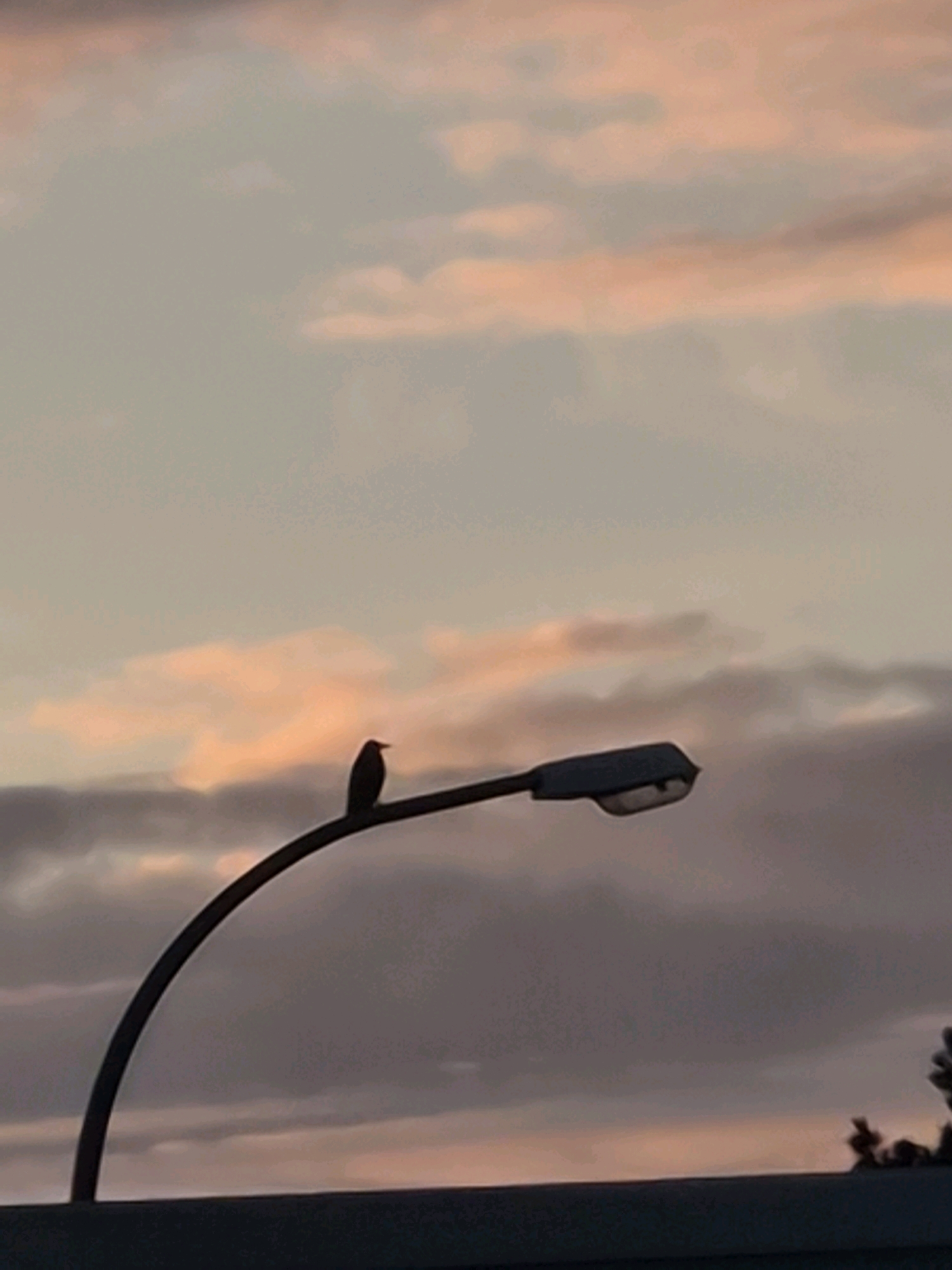 A silhouette of a bird perches on a street lamp against a hazy, pastel-colored sky at dusk. The sky displays muted shades of pink, orange, and grey, with soft, diffused clouds. The street lamp is curved, with its light fixture visible at the end of the arm. Below the lamp, a dark, horizontal structure, possibly a rooftop or fence, spans the bottom of the image. The overall scene is tranquil and atmospheric, evoking a sense of calm evening in Leudelange, Luxembourg.
