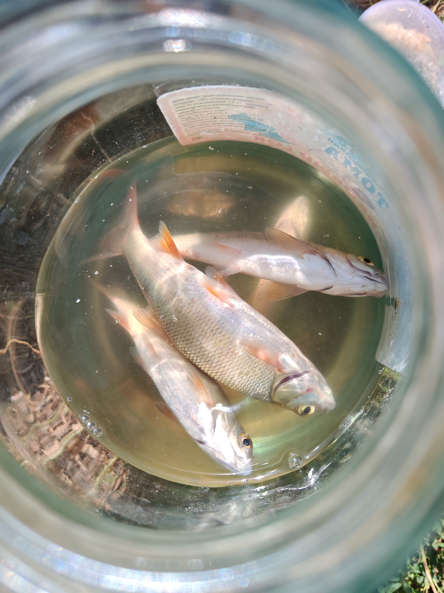 Three small fish are submerged in murky water inside a clear glass jar. The jar is positioned outdoors, with dappled sunlight illuminating the scene and casting reflections on the glass. Some dry grass or twigs are visible through the water at the bottom of the jar, and a label is affixed to the inside of the jar's rim. The overall environment appears to be natural and rural.